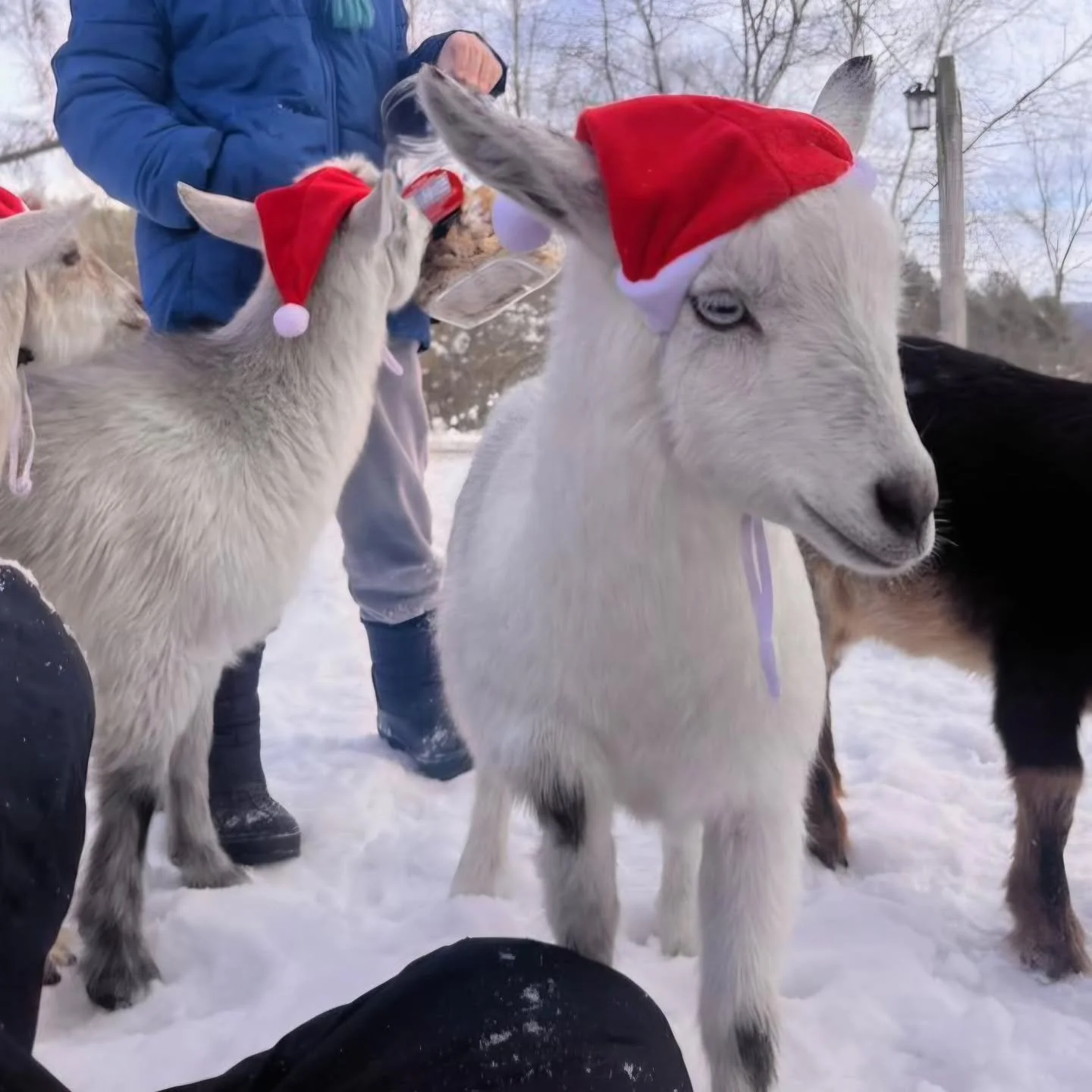 ✨🎄 Our 2026 NY Goat Yoga schedule is HERE! 🎄✨
Give the gift of goat snuggles, themed yoga, and unforgettable moments at @gilbertsvillefarmhouse 🐐💚
Retreats, discos, beach parties, PJs, sweaters &amp; costumes &mdash; we&rsquo;re doing it ALL in 2