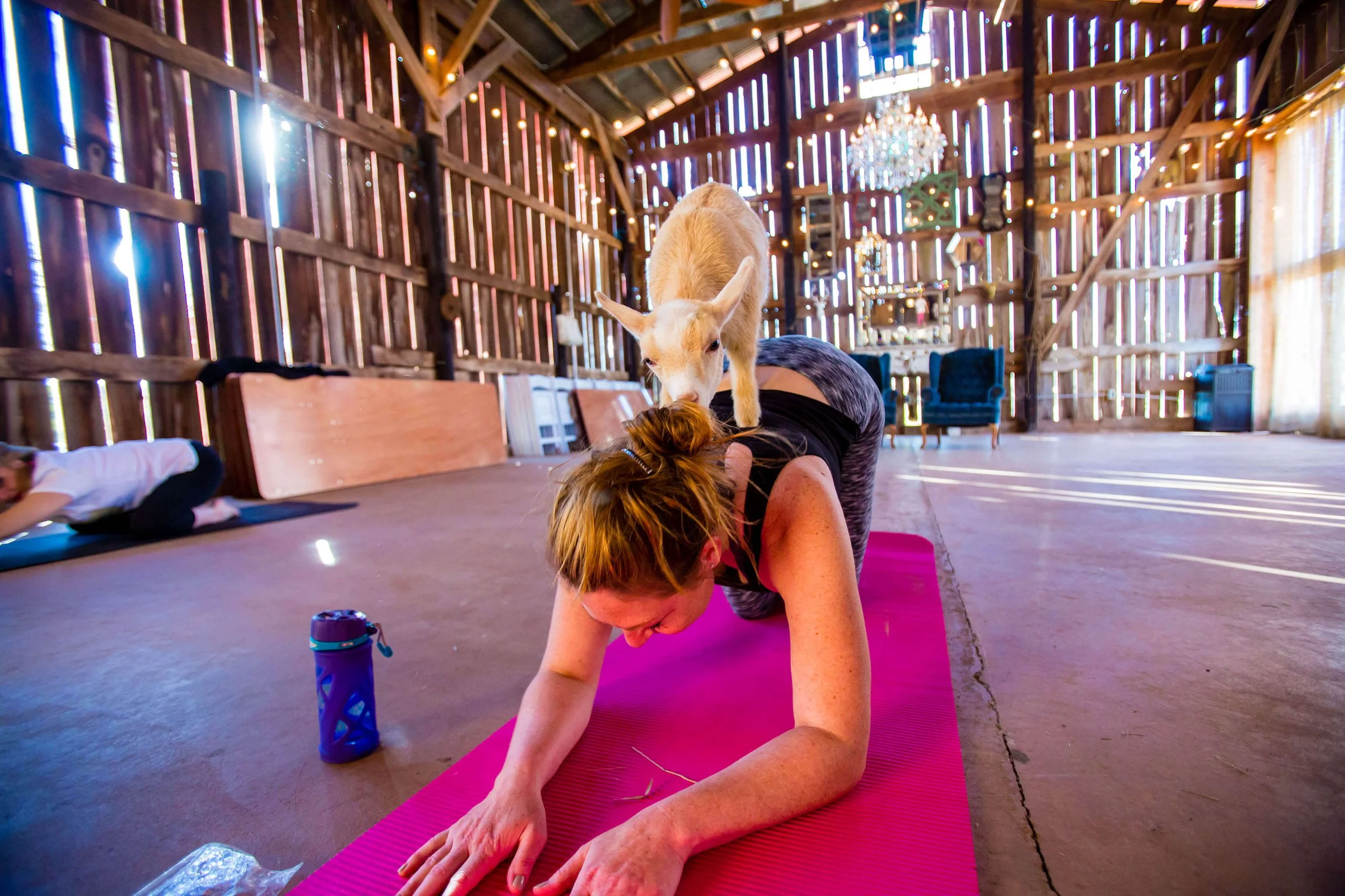 goatyoga-19 (1).jpg
