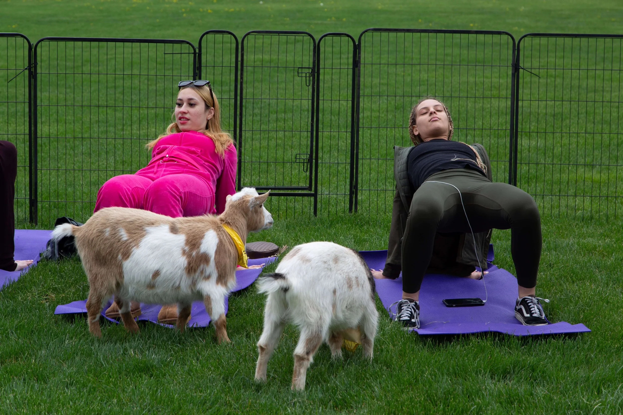20230419_GoatYoga-146 (1).jpg