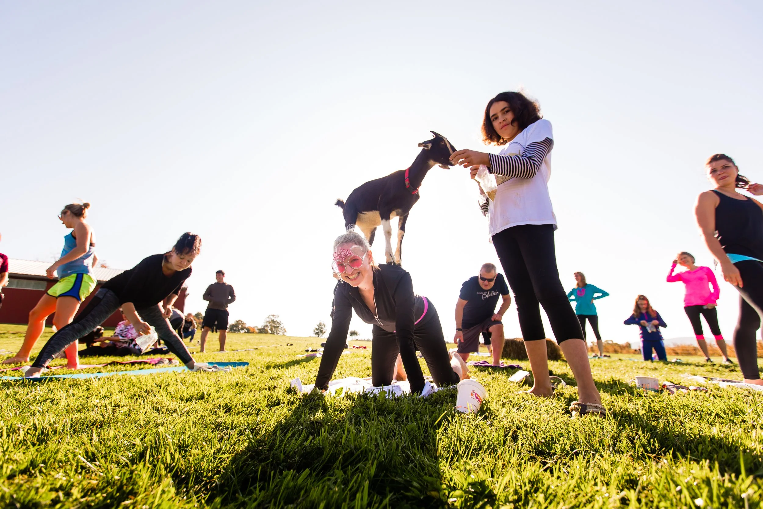 Private Goat Yoga Session for Groups