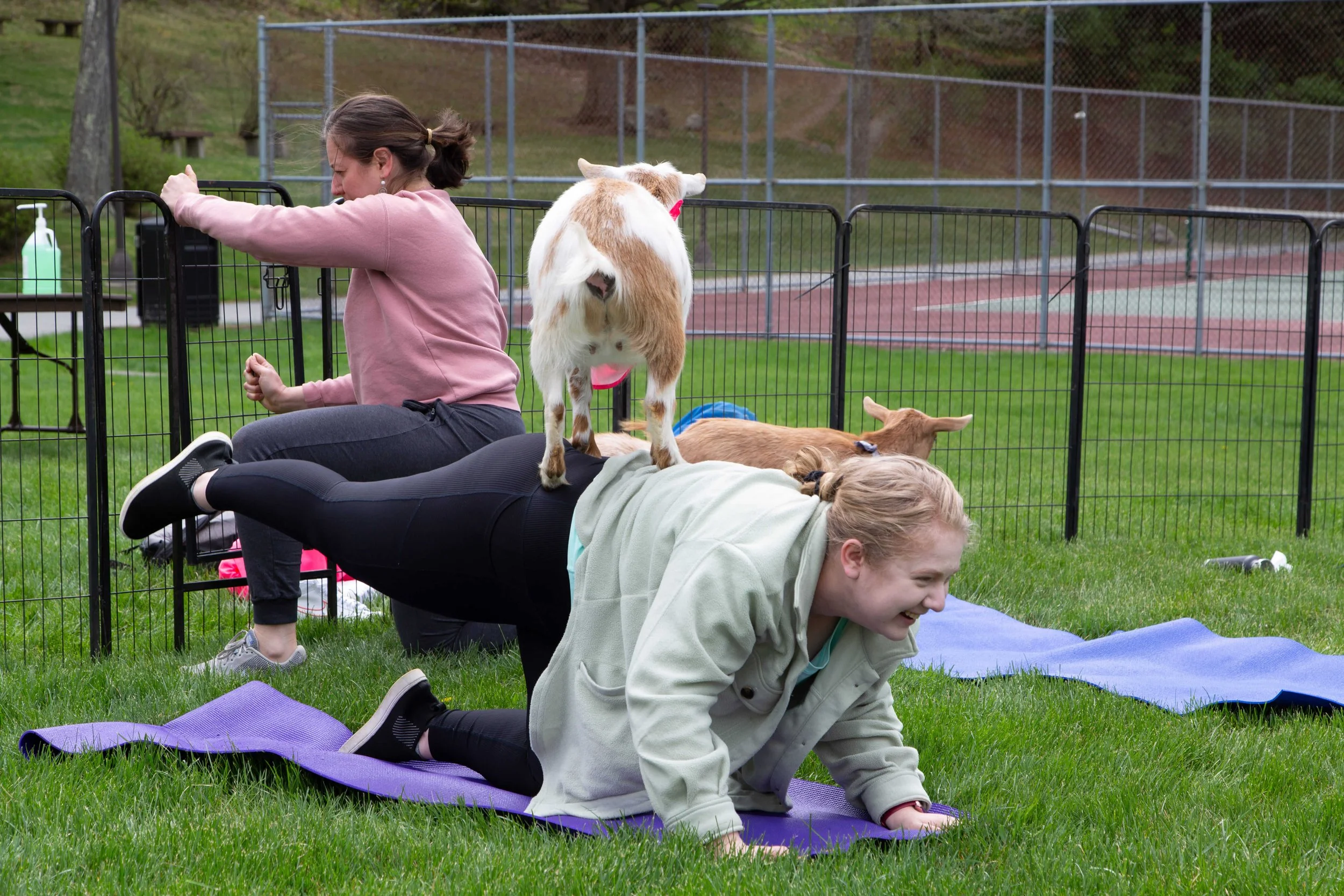 What are the 5 Reasons to Choose Goat Yoga Over a Gym in January