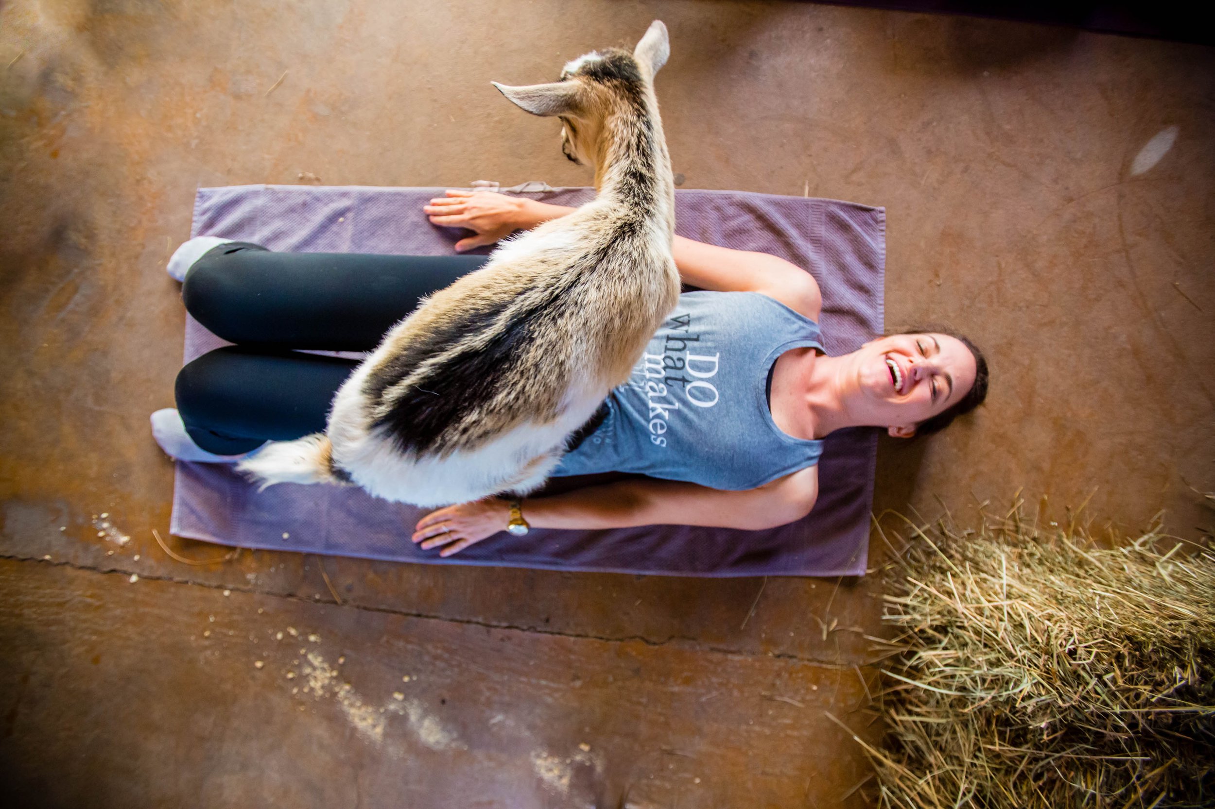 What are the Things to Consider Before Trying Goat Yoga