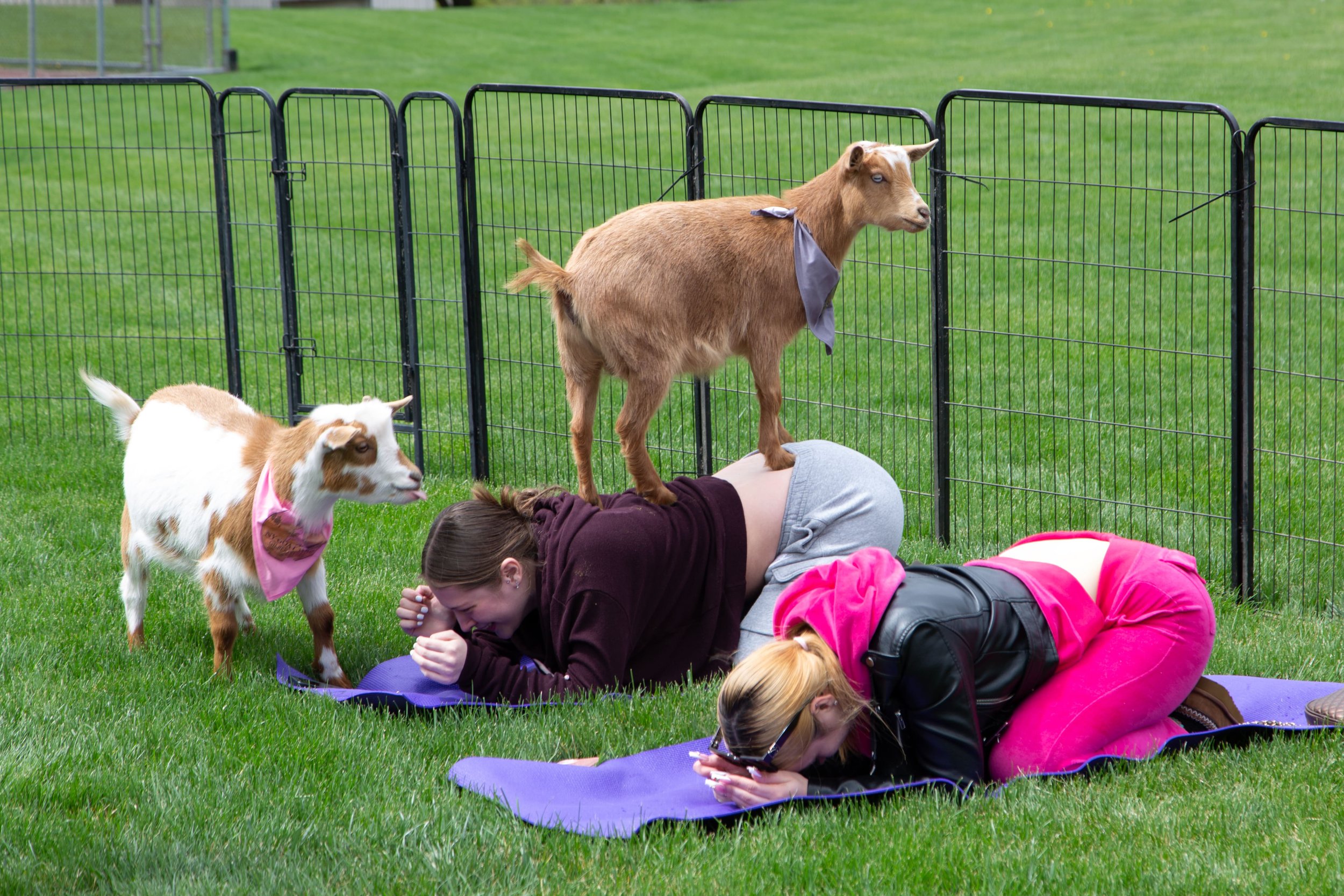 How Often Should You Do Goat Yoga in a Month?