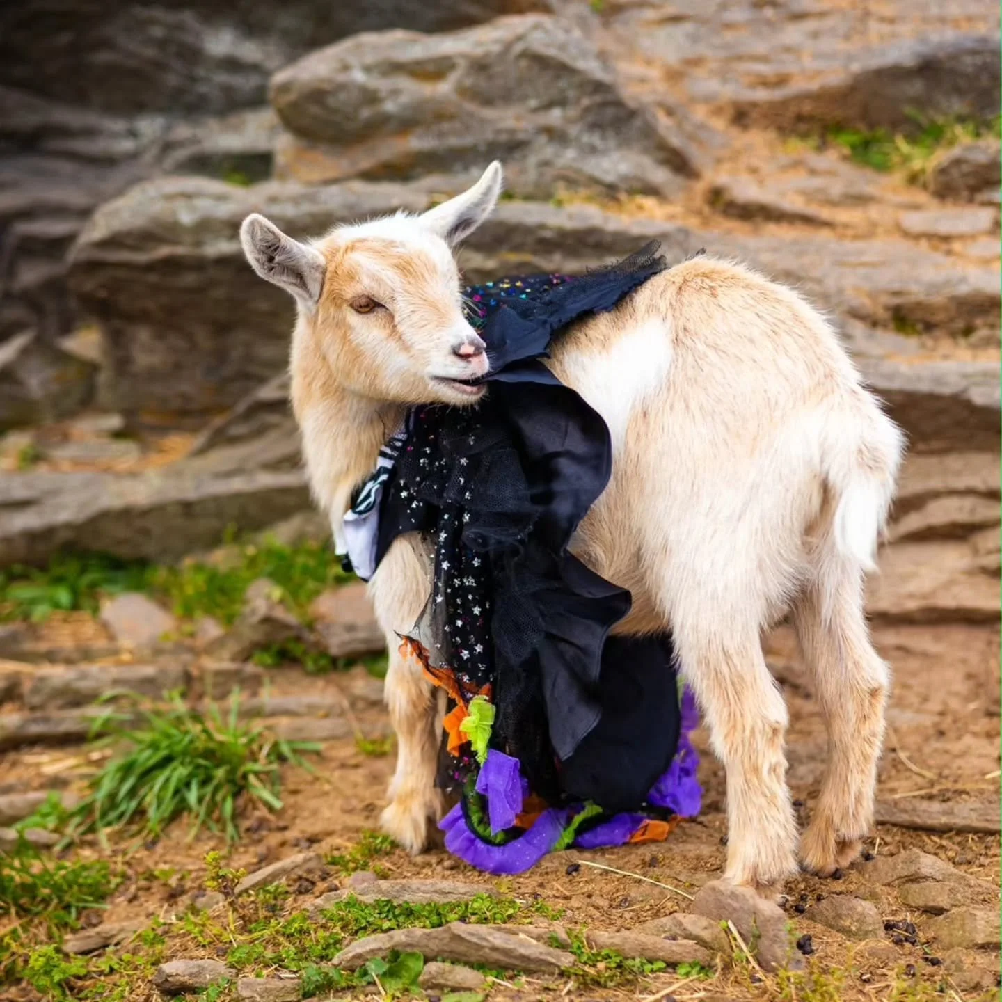 It's the last class of the season @gilbertsvillefarmhouse this Sunday, and the goats are getting spooky! 🪄 👻 

Join us for our "Baby Goat Yoga Costume Party" 🎃 

What should the goats wear this year? Drop your ideas below ⬇️ 

(Costumes 