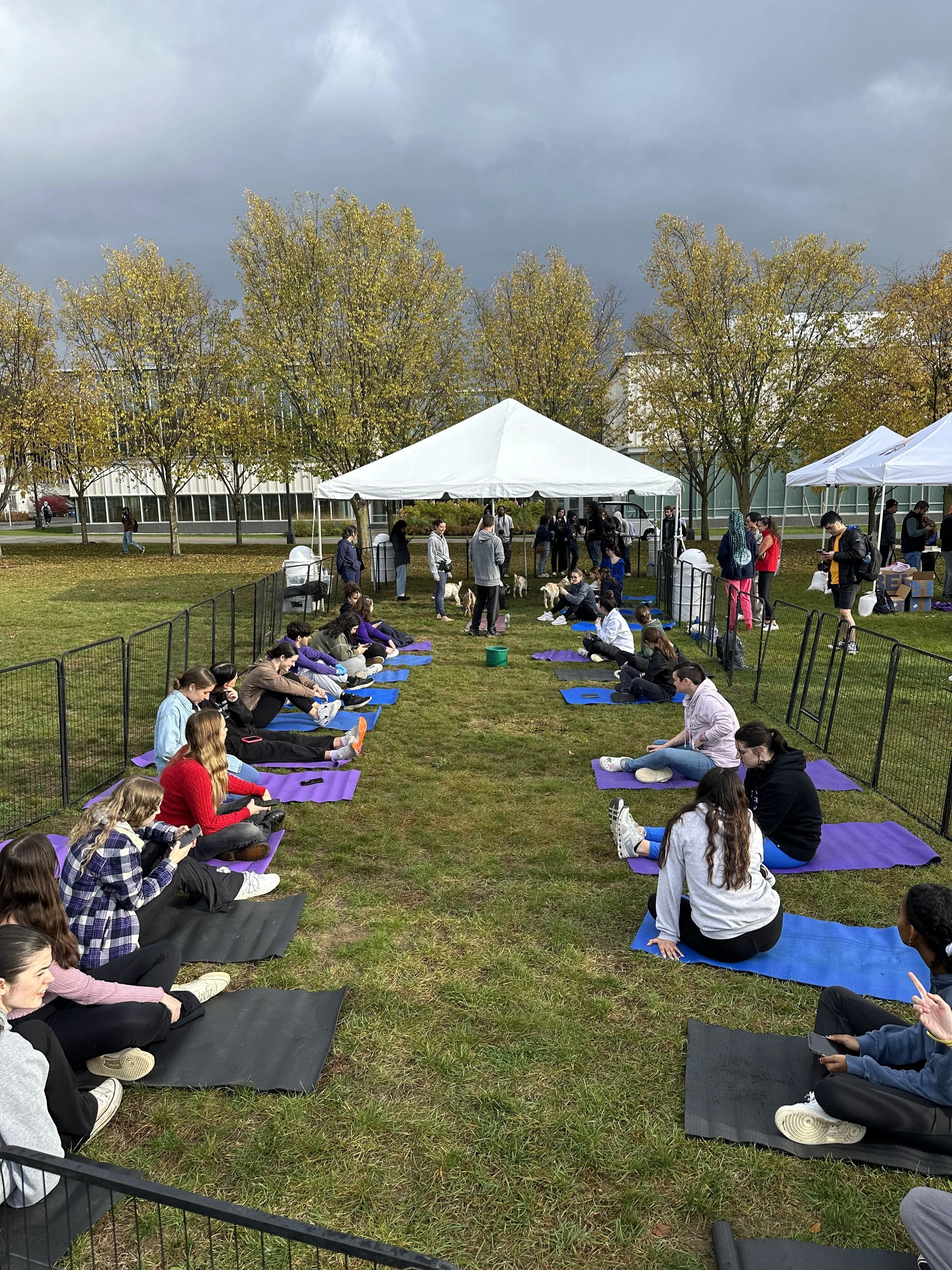 Team Building Goat Yoga