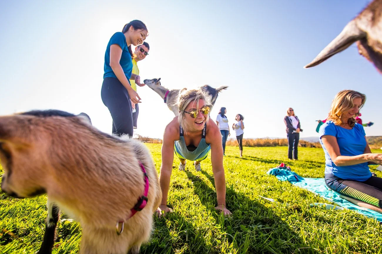 Goat Class Goat Yoga Classes in Upstate New York | NY Goat Yoga