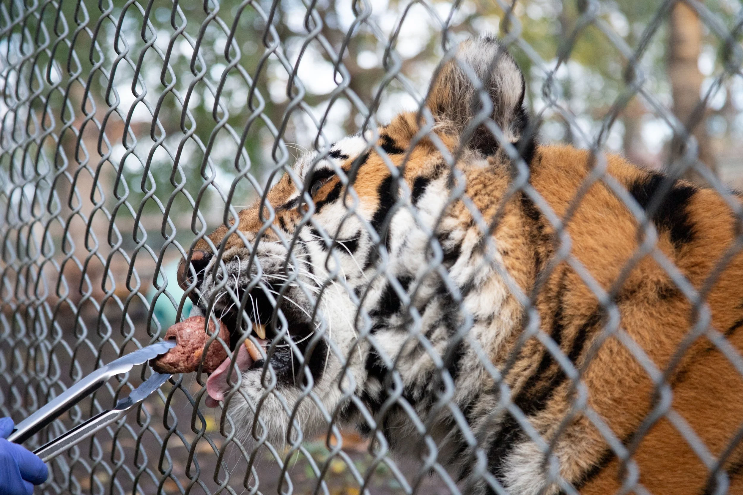 ojb_2024_PJ1_zoo_selects-1311.jpg