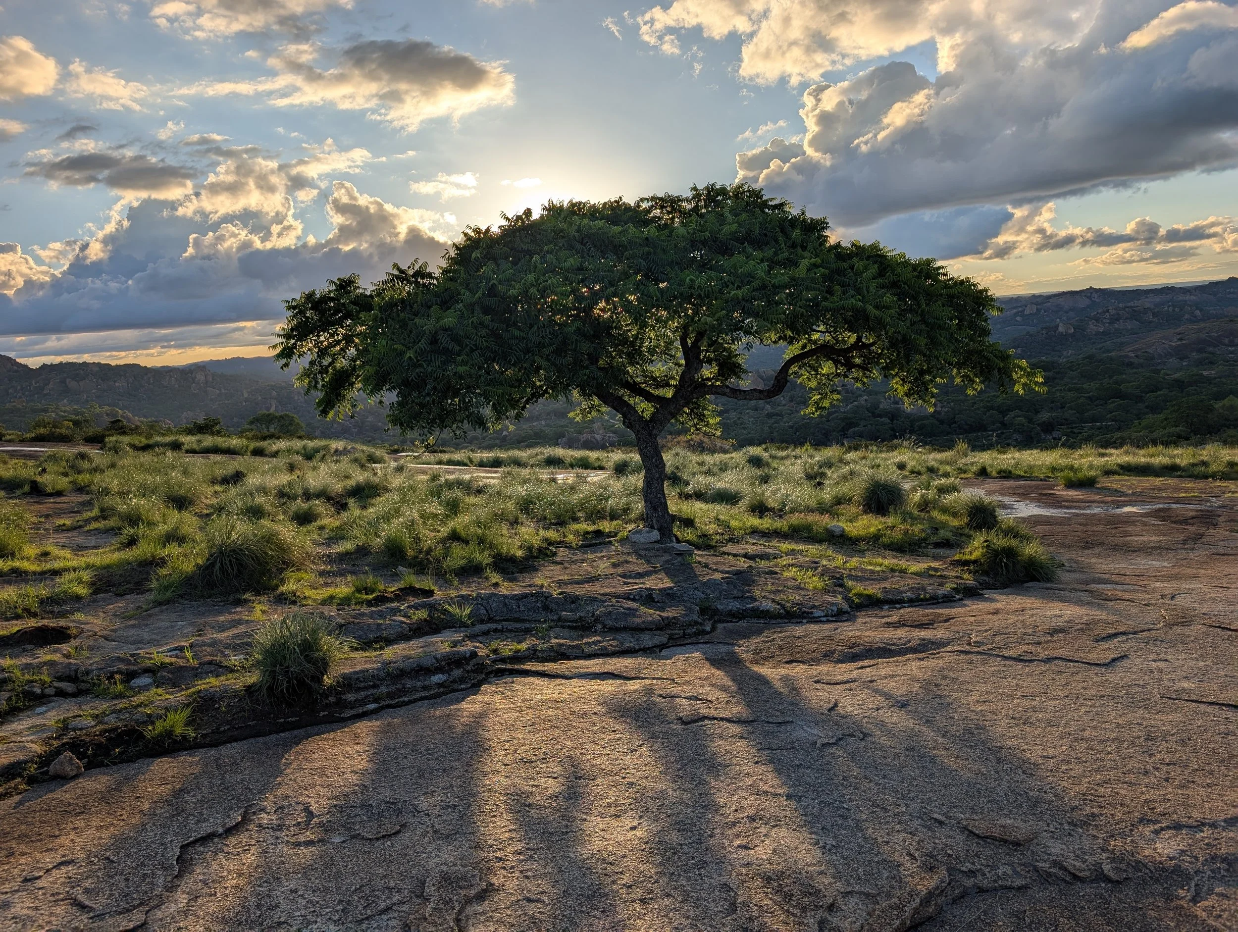 Tree-Brooke-CURE.jpg