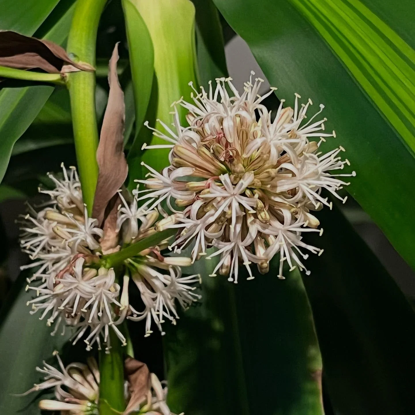CornPlant7.jpg