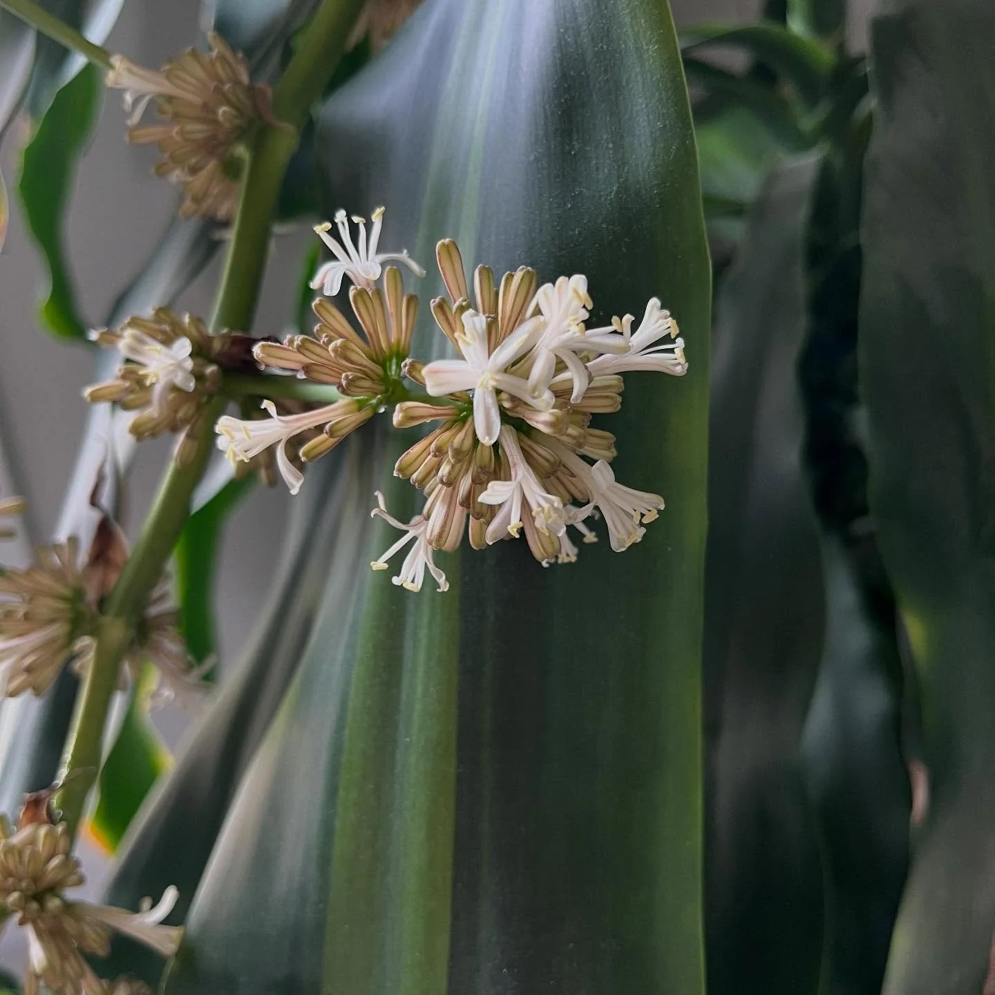 CornPlant6.jpg