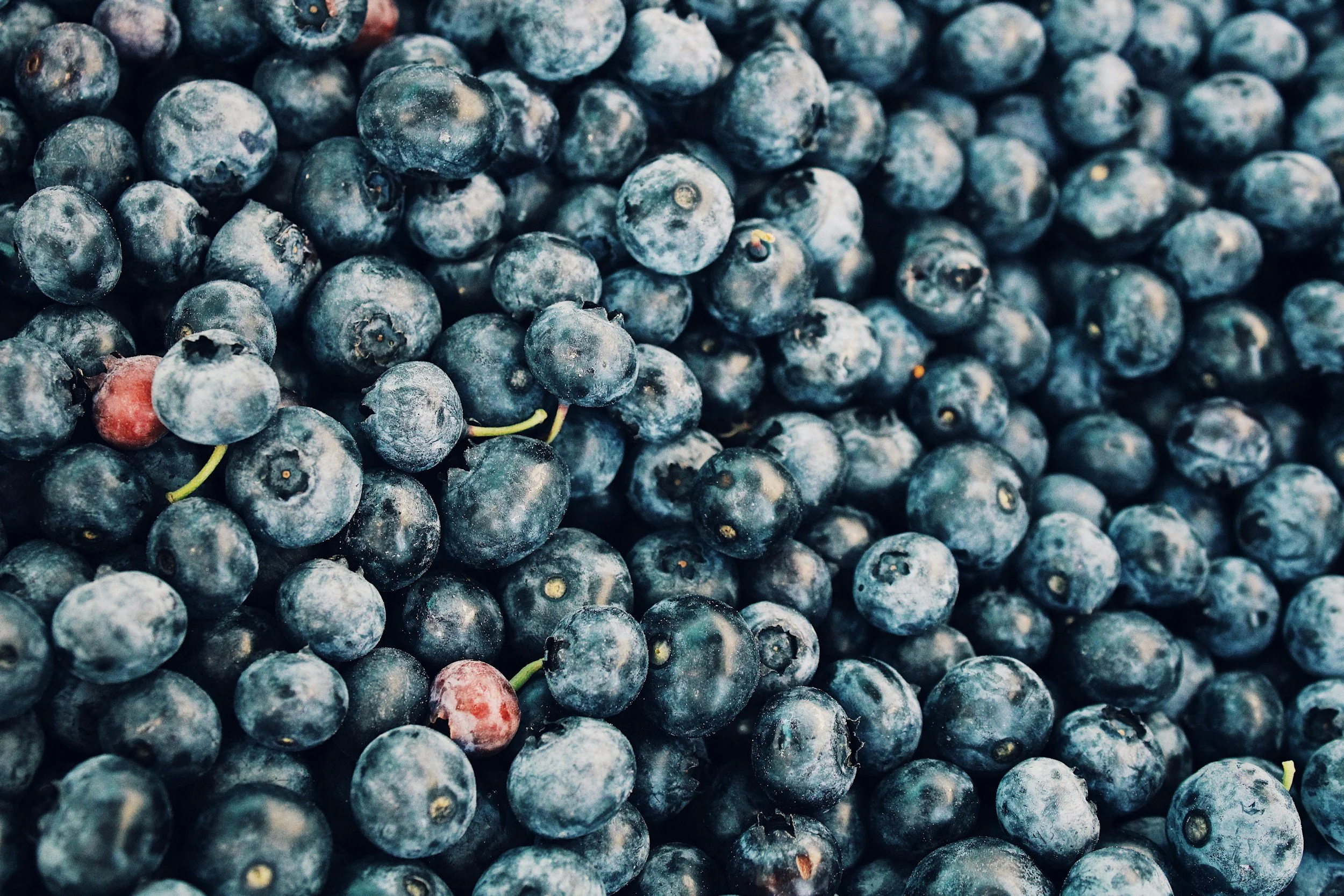 Reenders Blueberry Farms 2nd Annual Farm Family Fun Day