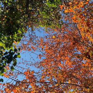 Seasons Change