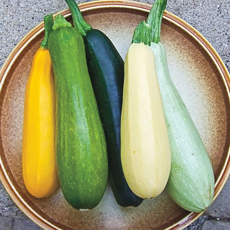 Summer Squash
