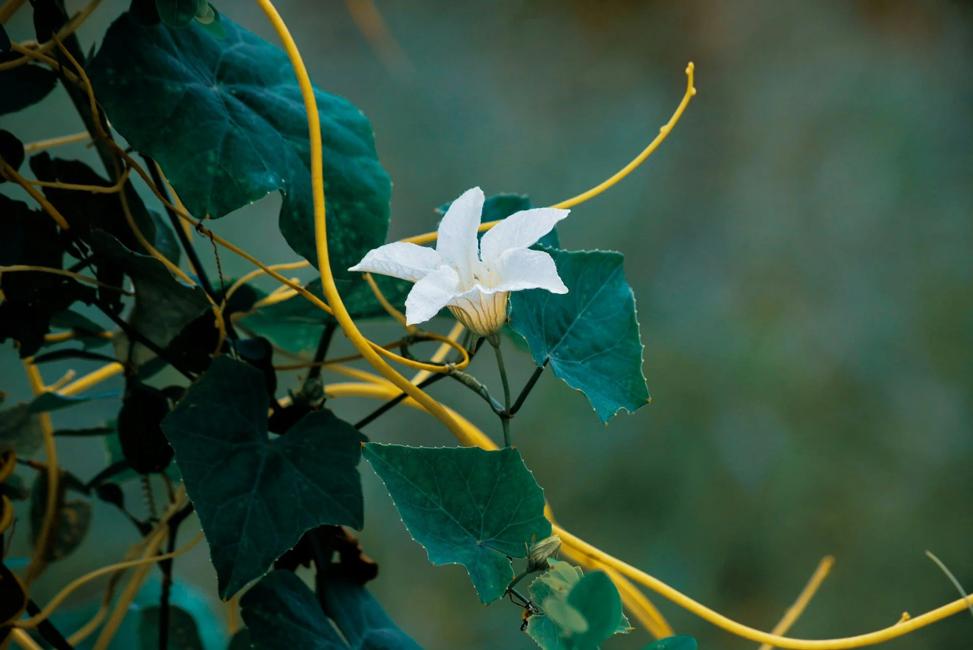 The Vagus Nerve: A Quiet Ally for Stress and Anxiety