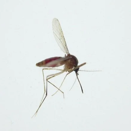 All Civilian Mission