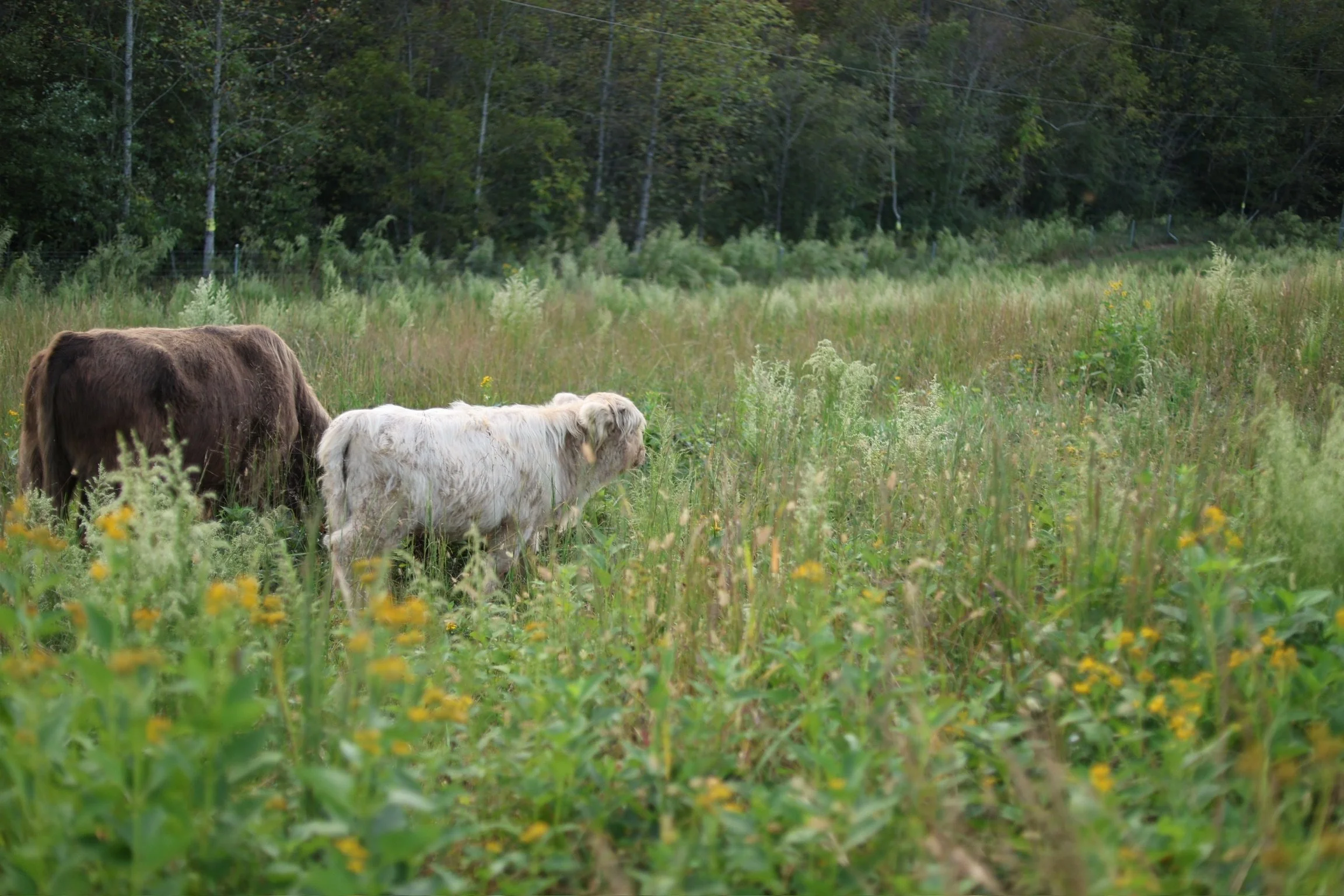 Color Coat Genetics — The Bones Ranch