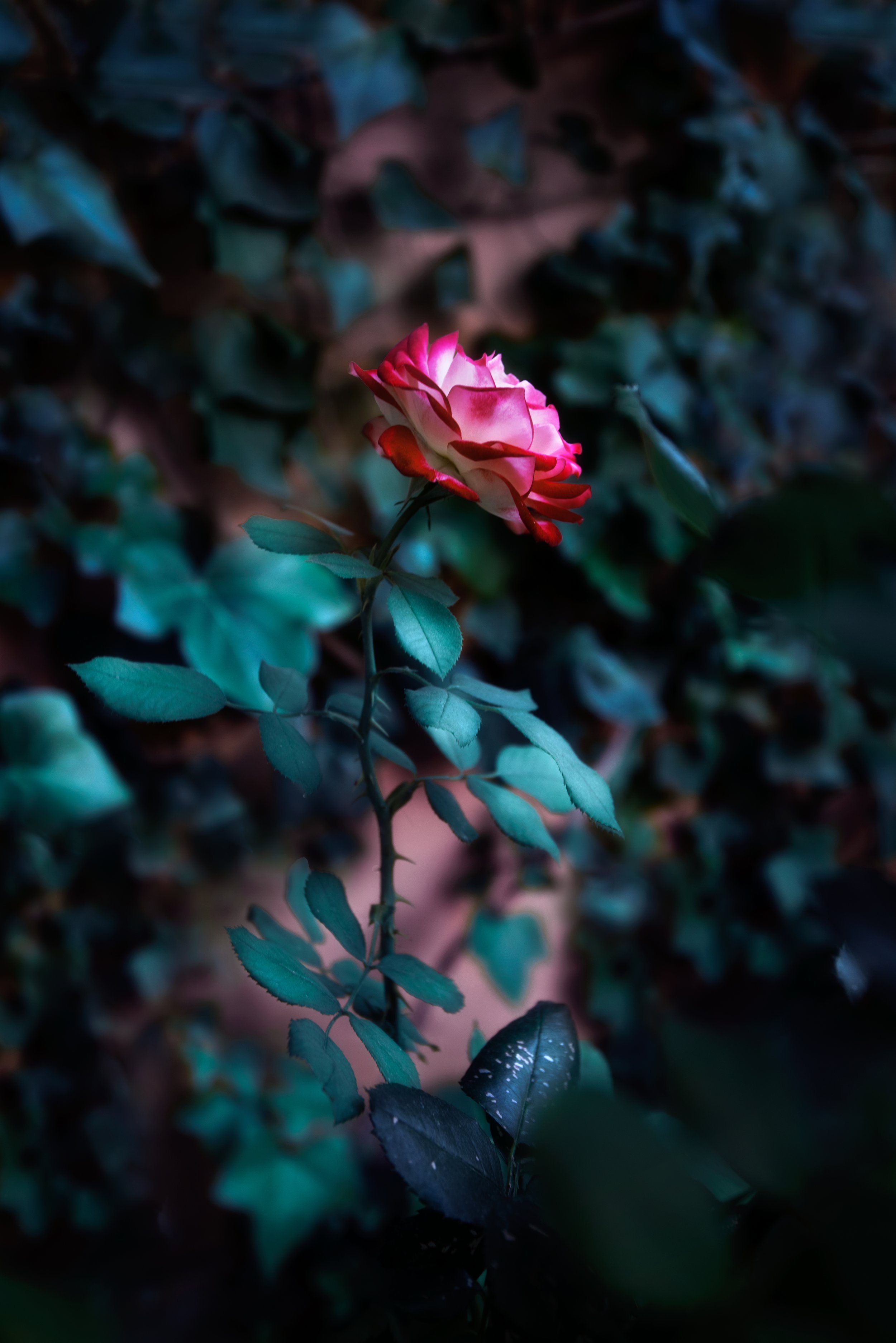 Monica Jalali - Für Elise.jpeg