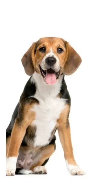 A happy beagle puppy sitting on a white background.