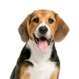 A happy beagle dog with brown, black, and white fur looking at the camera with its tongue out.