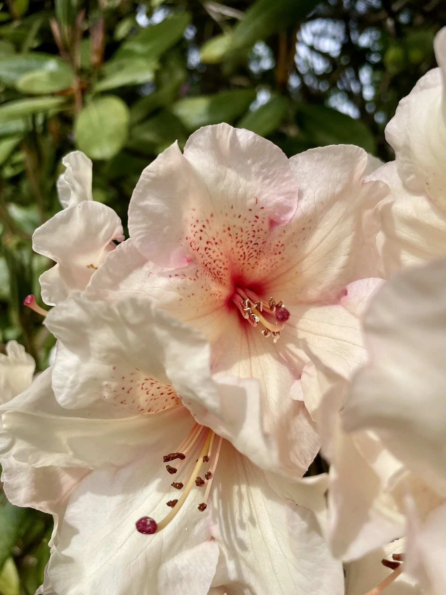 A close-up view of soft, light pink rhododendron blossoms with intricate red speckles in the center of the petals
