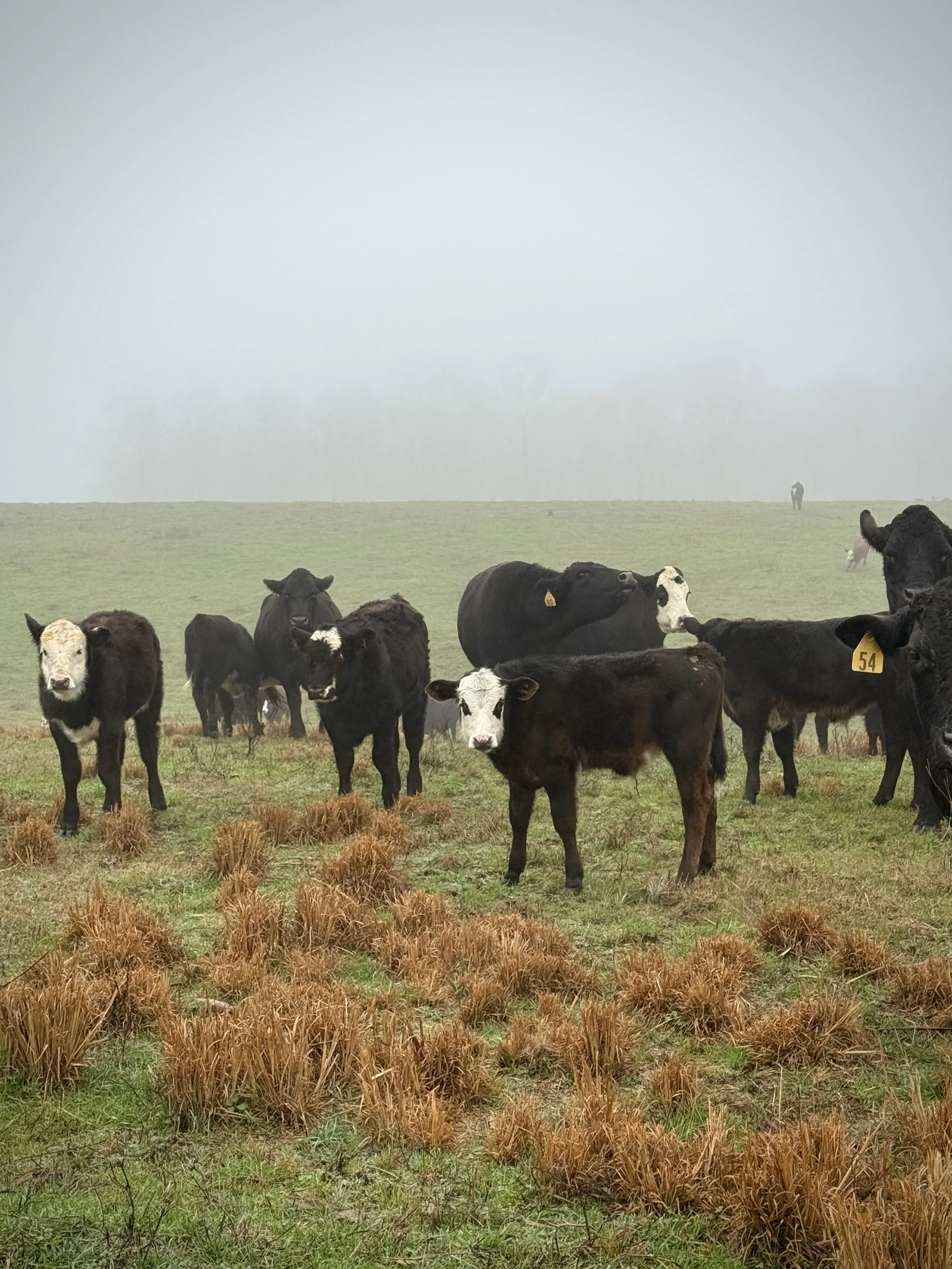 Black baldy calves with a few red Baldy calves in Central Alabama pasture, these F1 crosses are showing remarkable hybrid vigor.