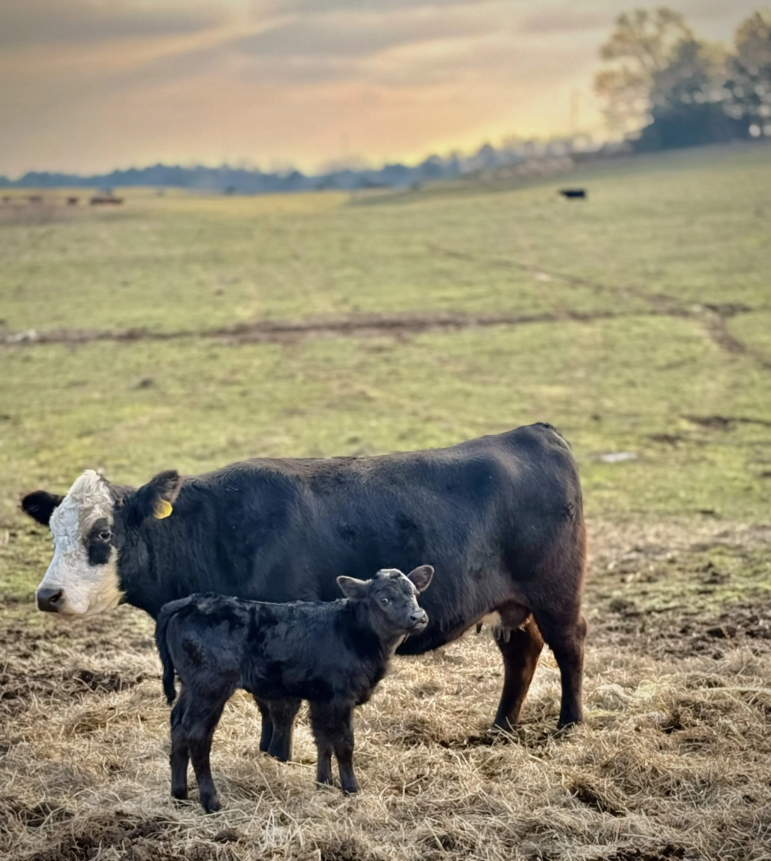 Winter Babies on the Ranch: Calves Dropping Like Crazy in Central Alabama