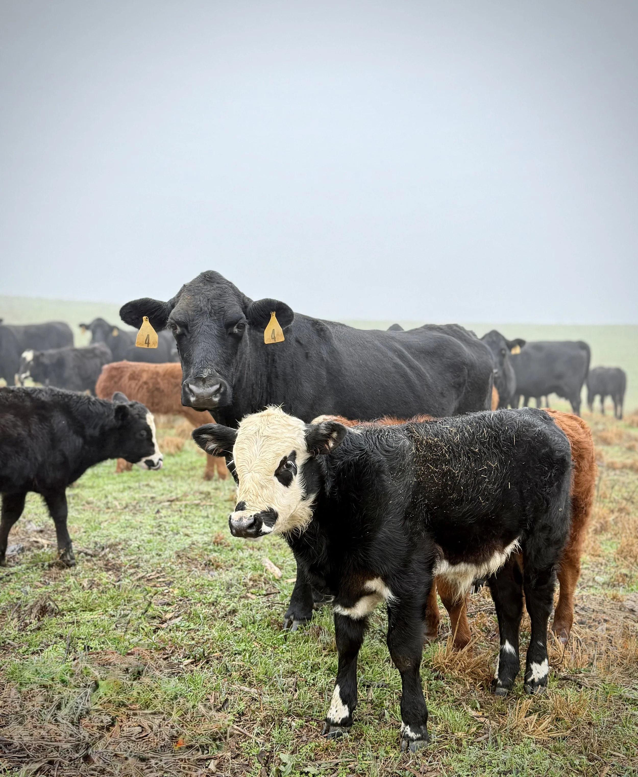 Misty rain over an Alabama pasture on these F1 hereford Angus crosses, these are full of hybrid vigor.