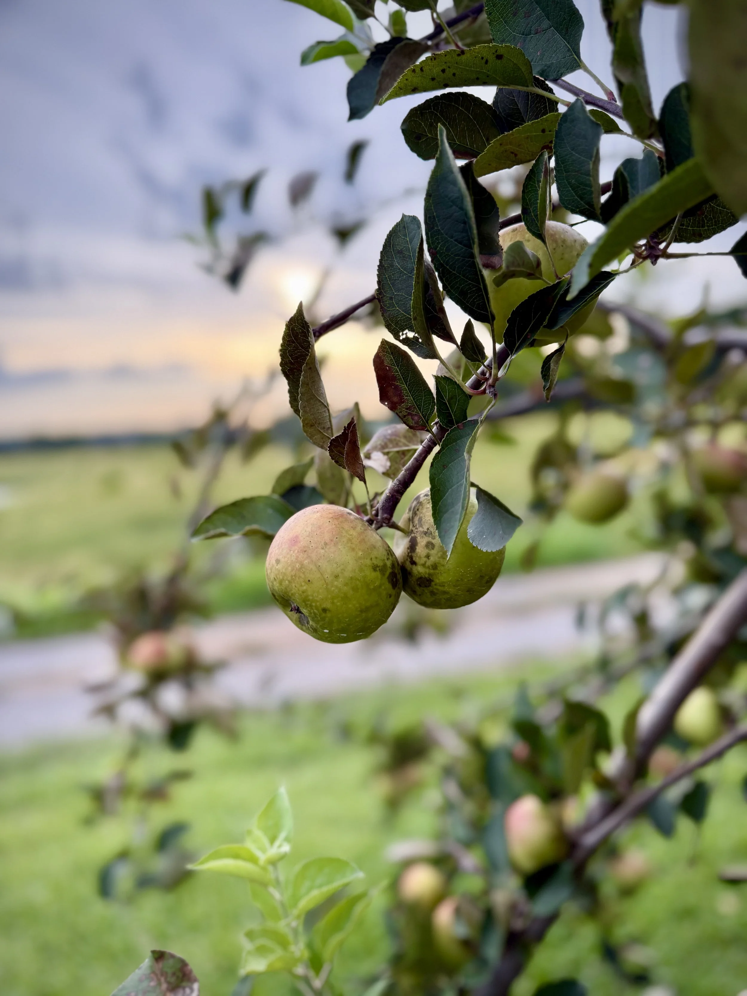 Jonathan apples growing on an apple tree in Alabama in the fall.