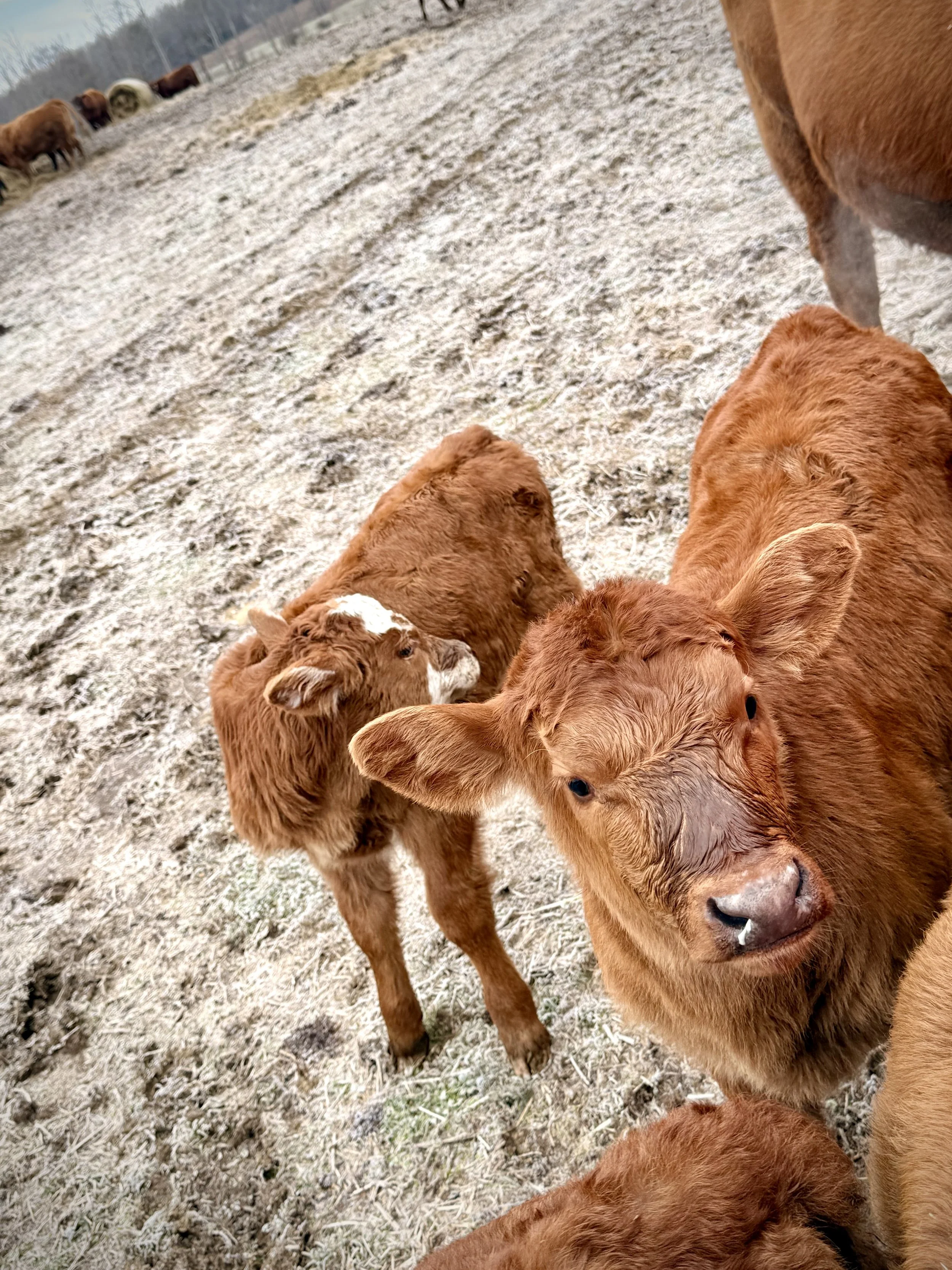 Frosty Central Alabama January morning during calving season at a pasture in Crooked Creek Ranch.
