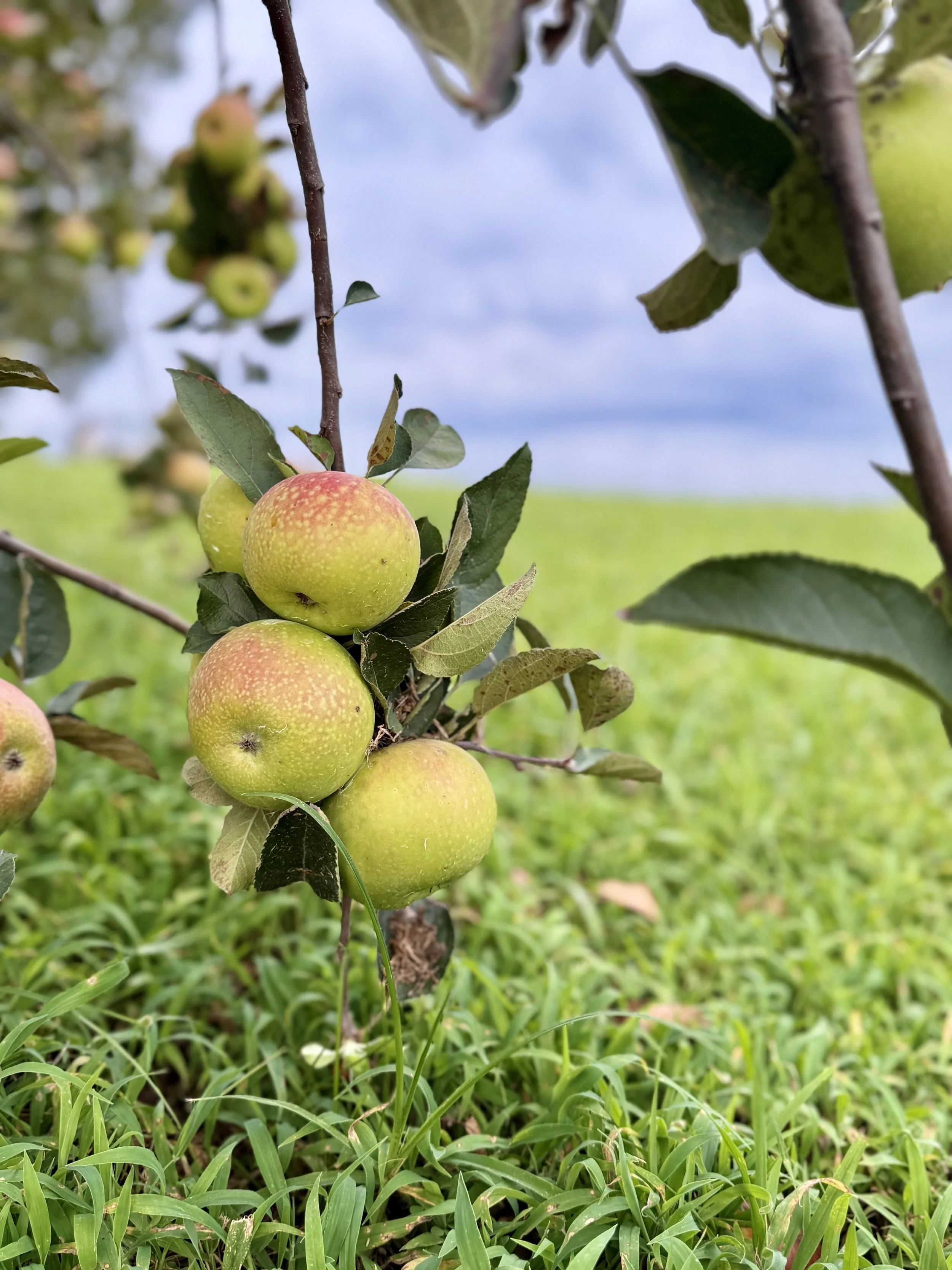 Johnathan apples growing on Alabama apple tree