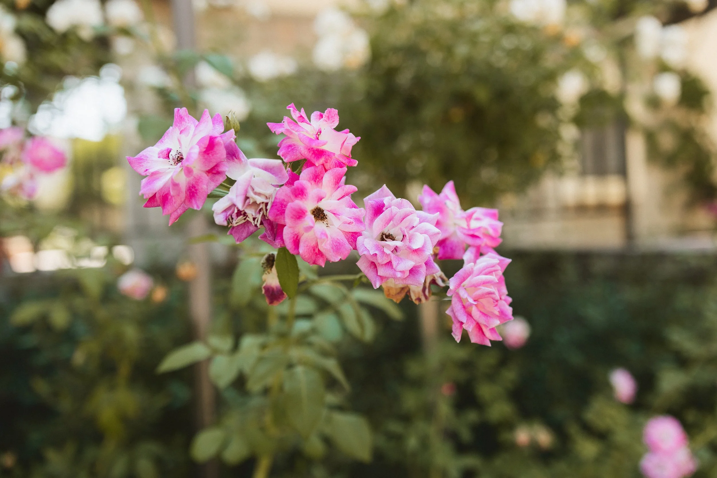 Pink garden roses in bloom at Los Angeles River Center wedding venue