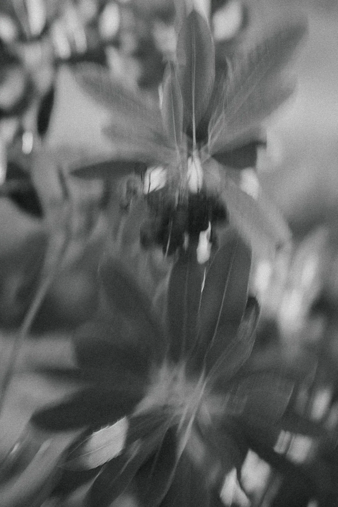 Intentional motion-blur shot of leaves and berries for a more artistic moment.