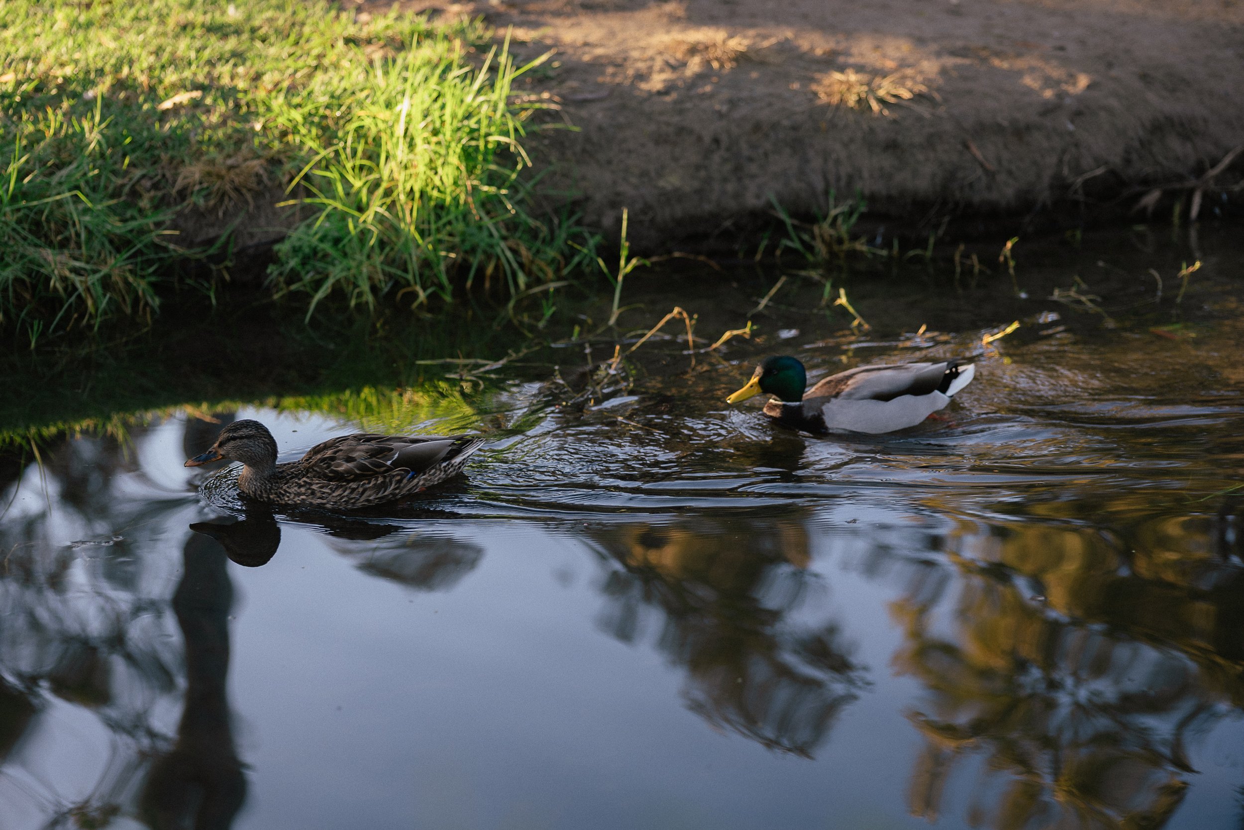 Ducks in a creek at turtle rock community park, irvine, ca.