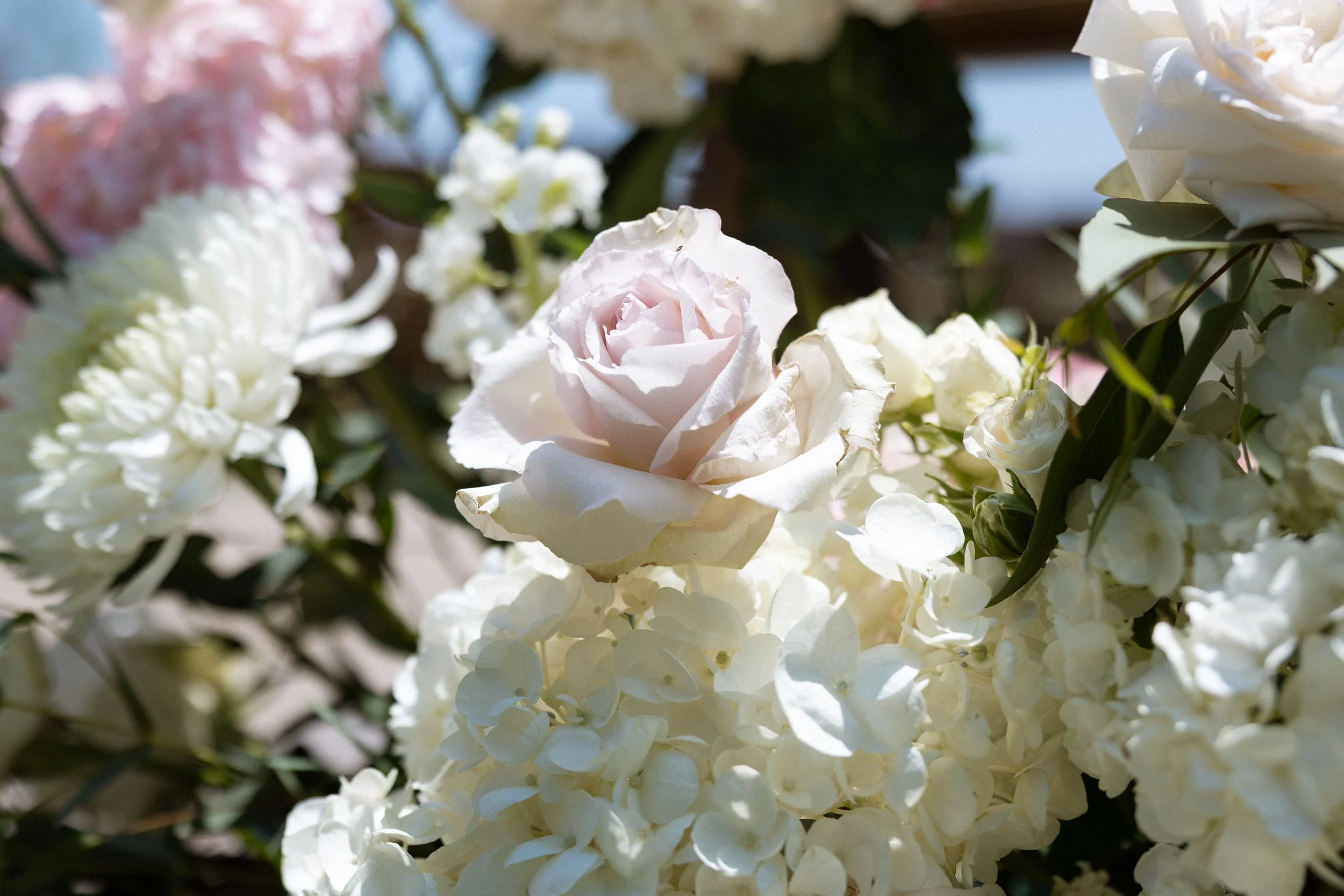 Close-up of a soft blush rose among white hydrangea and roses