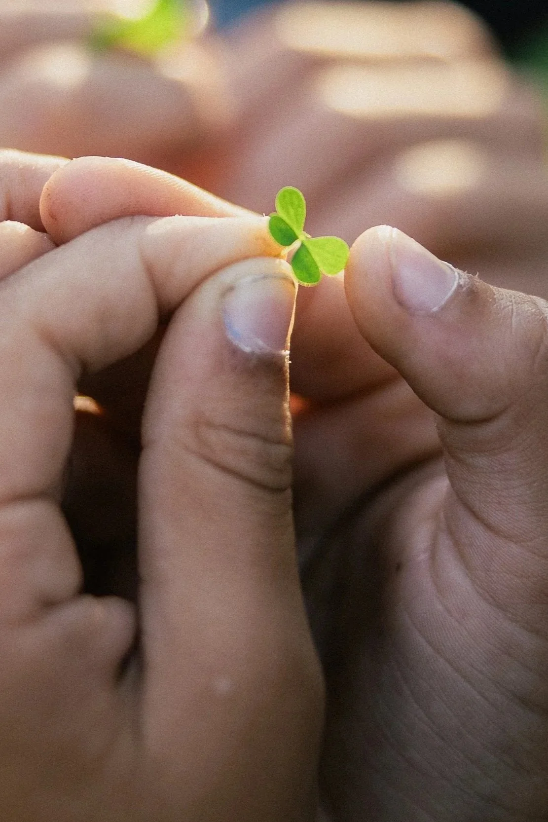 Close-up of a child’s hands holding a small green leaf.