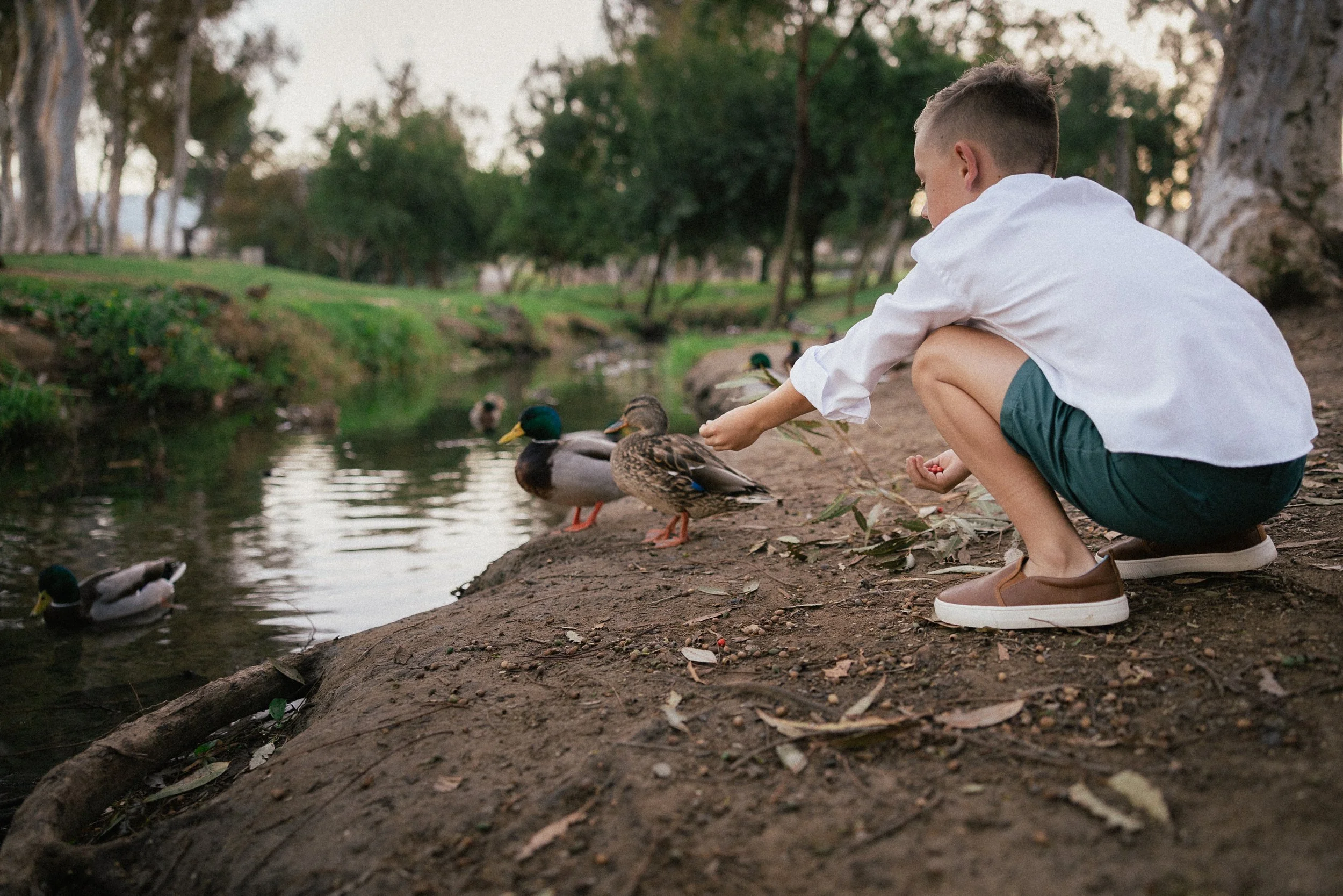 Boy feeding ducks by the creek during family photos at Turtle Rock Community Park in Irvine, CA