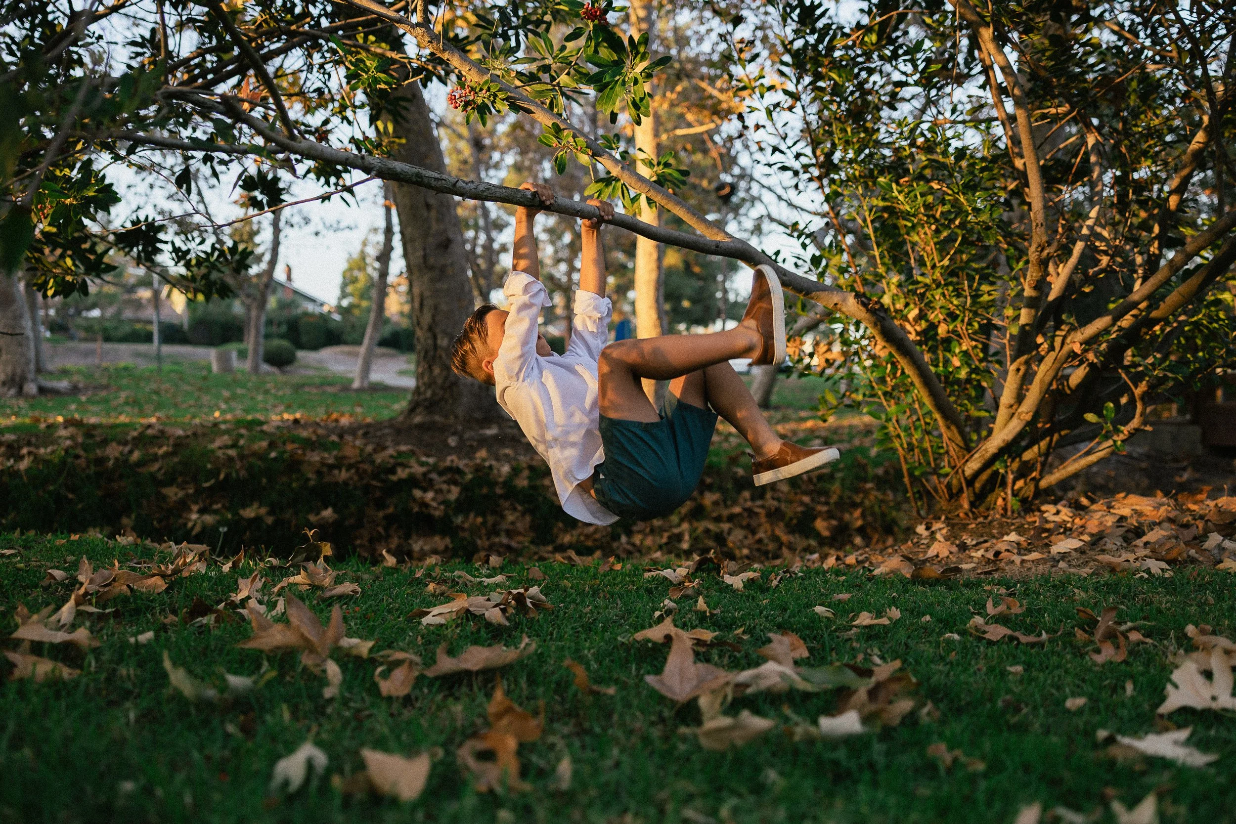 boy hanging and swinging from a tree branch at the park.
