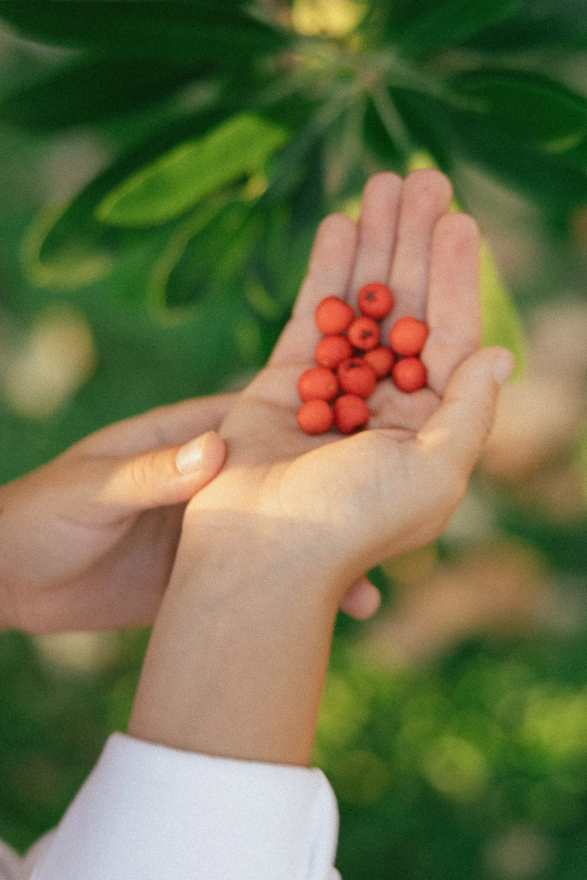 Close-up of a child holding bright red berries in their hands.