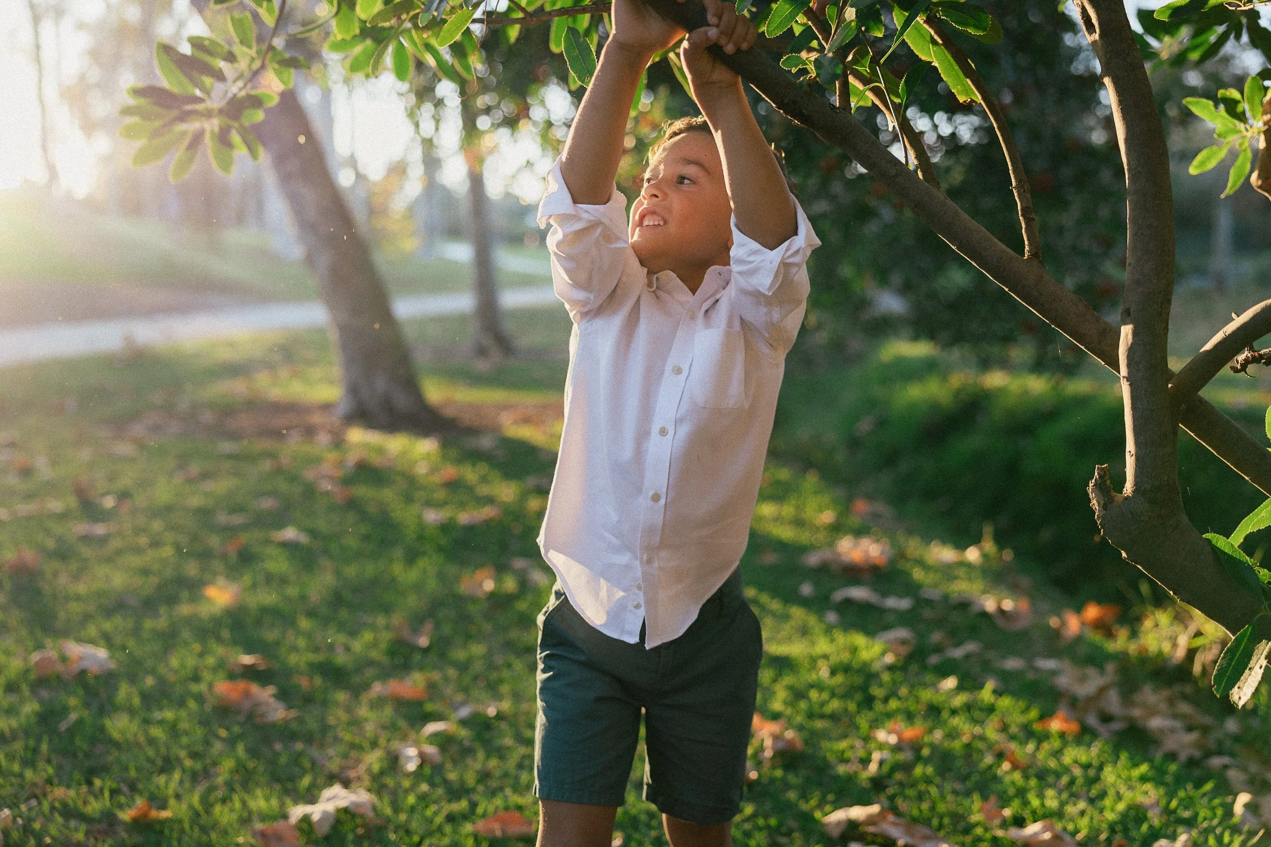Young boy hanging from a low tree branch with sunset light behind him.