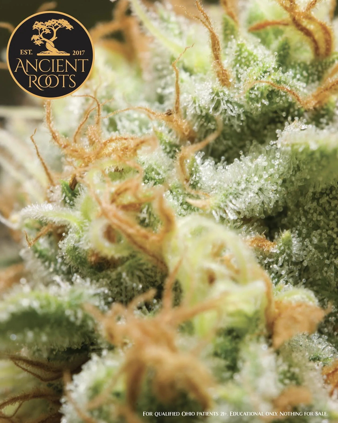 Patience, precision, and balance &mdash; Ohio small-batch craft.

🔗 ancientrootsohio.com
📍 Clinton County | Wilmington, OH
📲 Instagram @ancientrootsohio_relief 
Nothing for sale. 21+ for Certified Ohio Patients. Educational content only. #AncientR