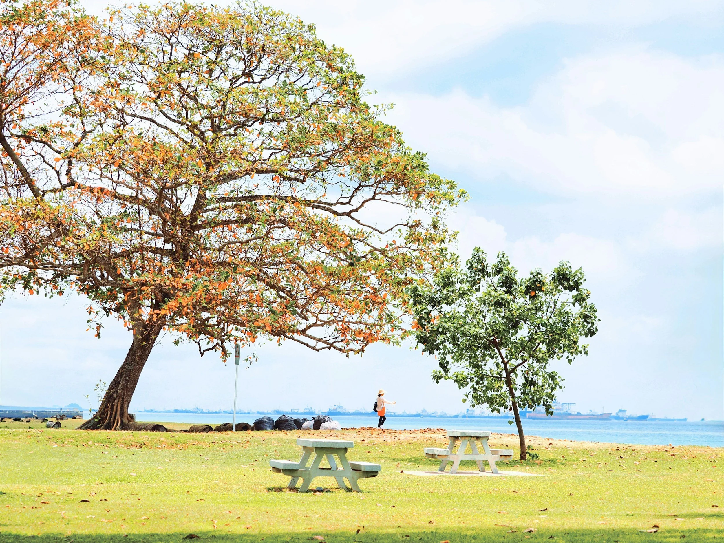 Old and young tree symbolizing the differences between a parent and a child
