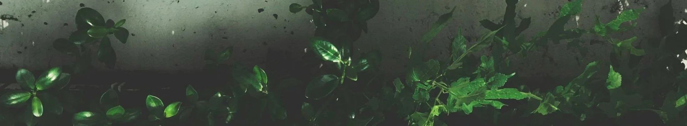 Healthy leaves and plants symbolizing the growth and connections that happen in a community focused on wellness, relationships, and connection