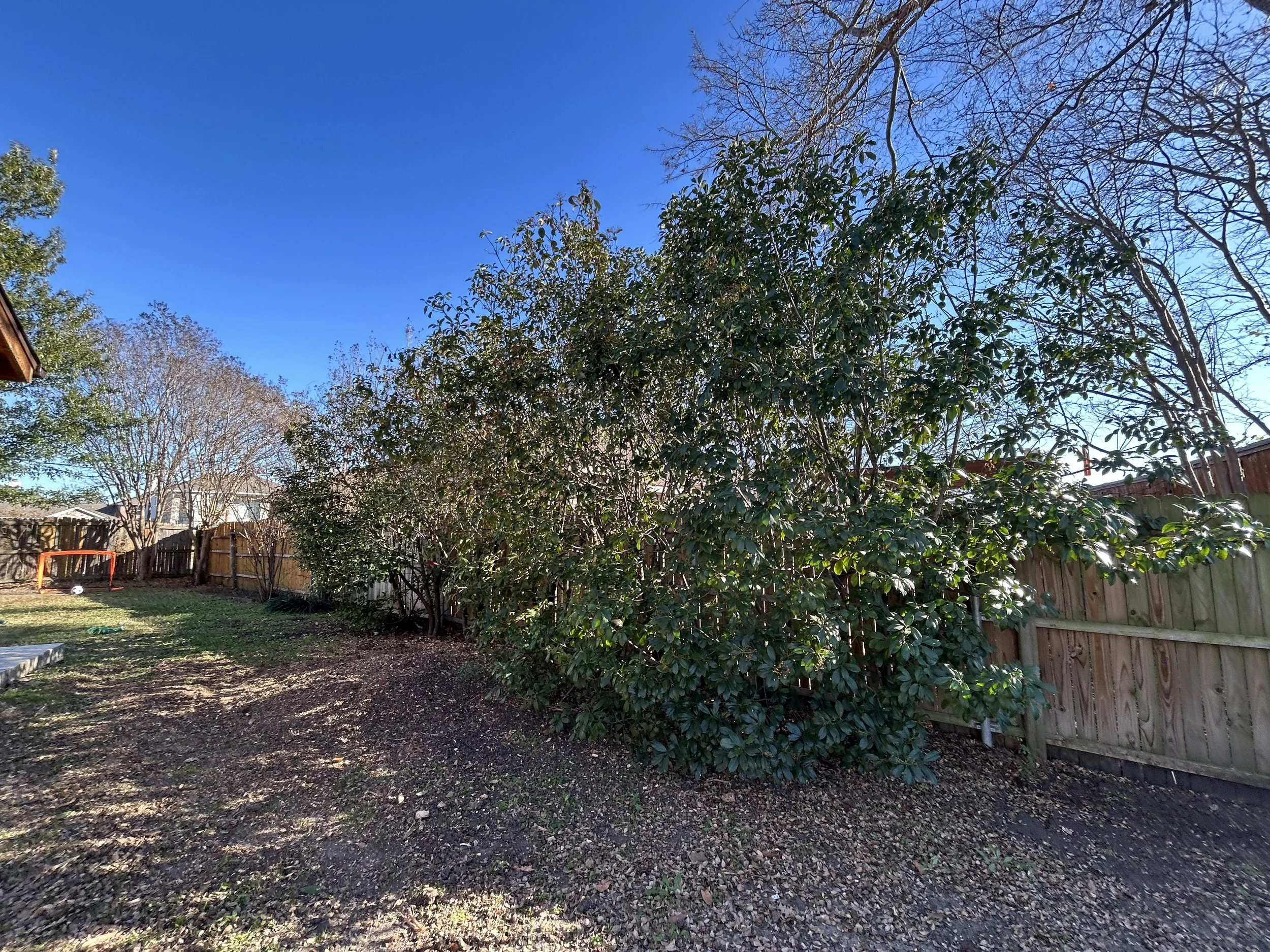 Before photo of a group of photinia trees that will be removed for vine trellis