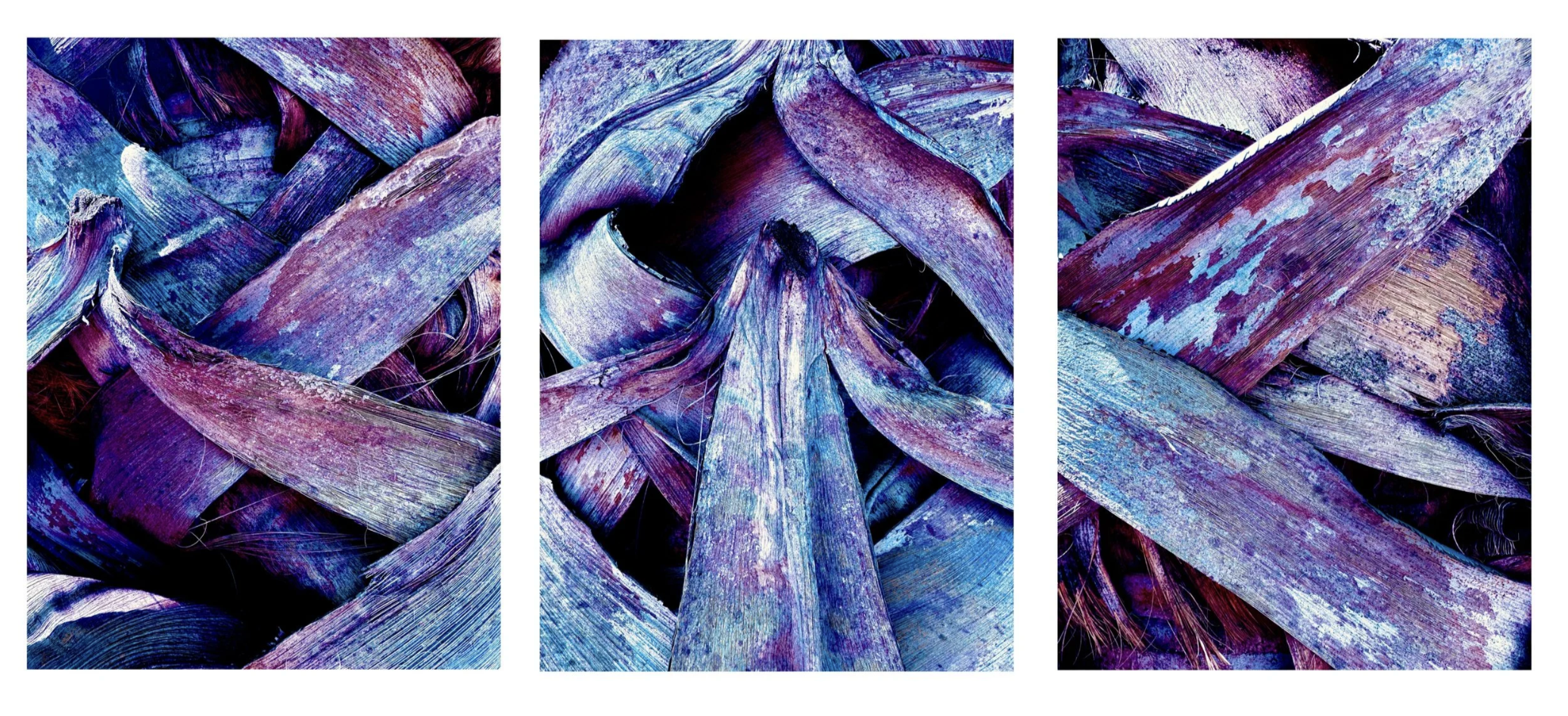 Justin Winkel, Weaving Palms, Photograph, 40 x 90in (triptych)