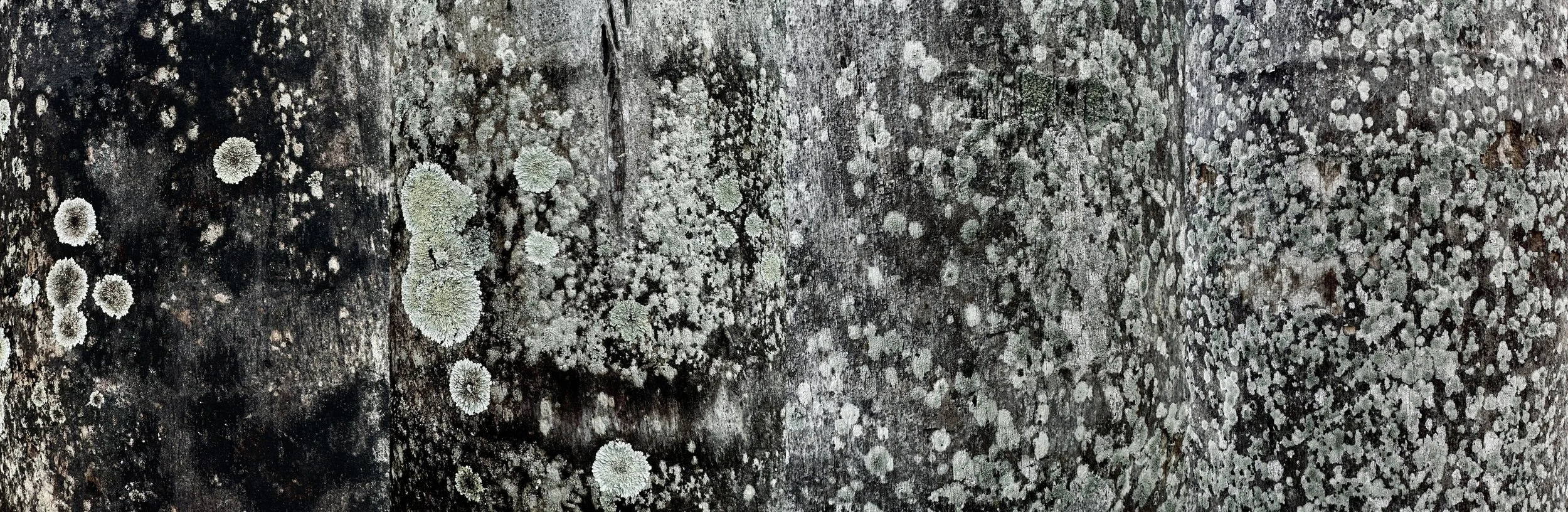 Justin Winkel, I Lichen You, Photograph printed on metal, 32 x 96in
