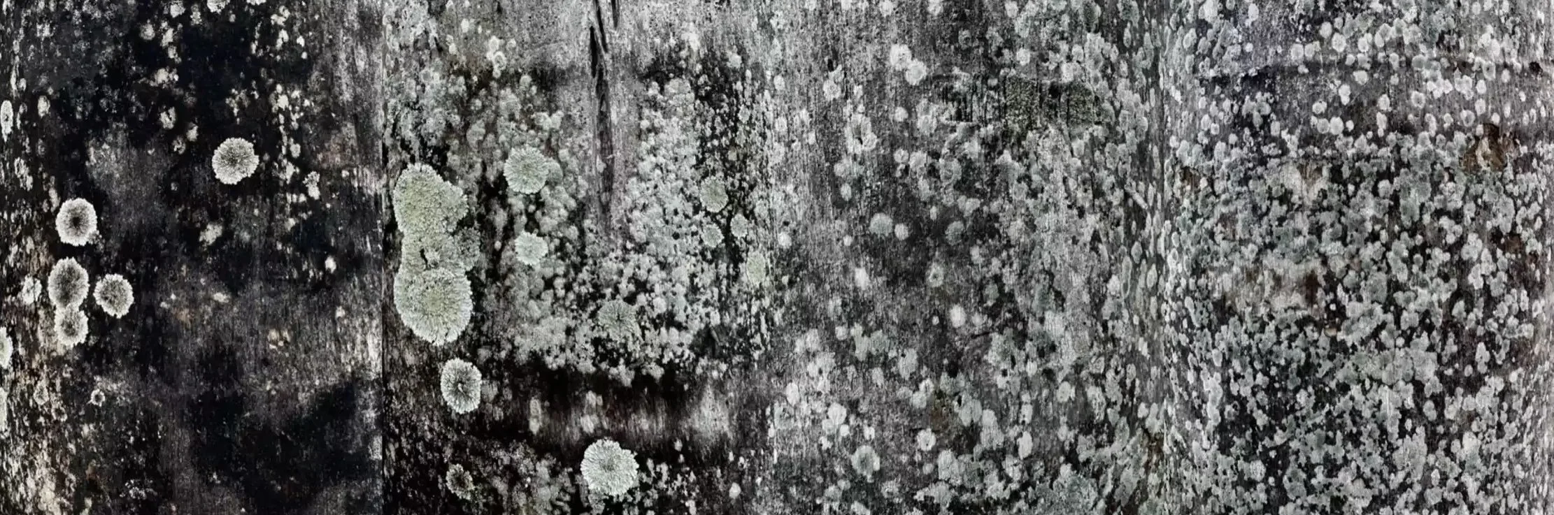 I Lichen You