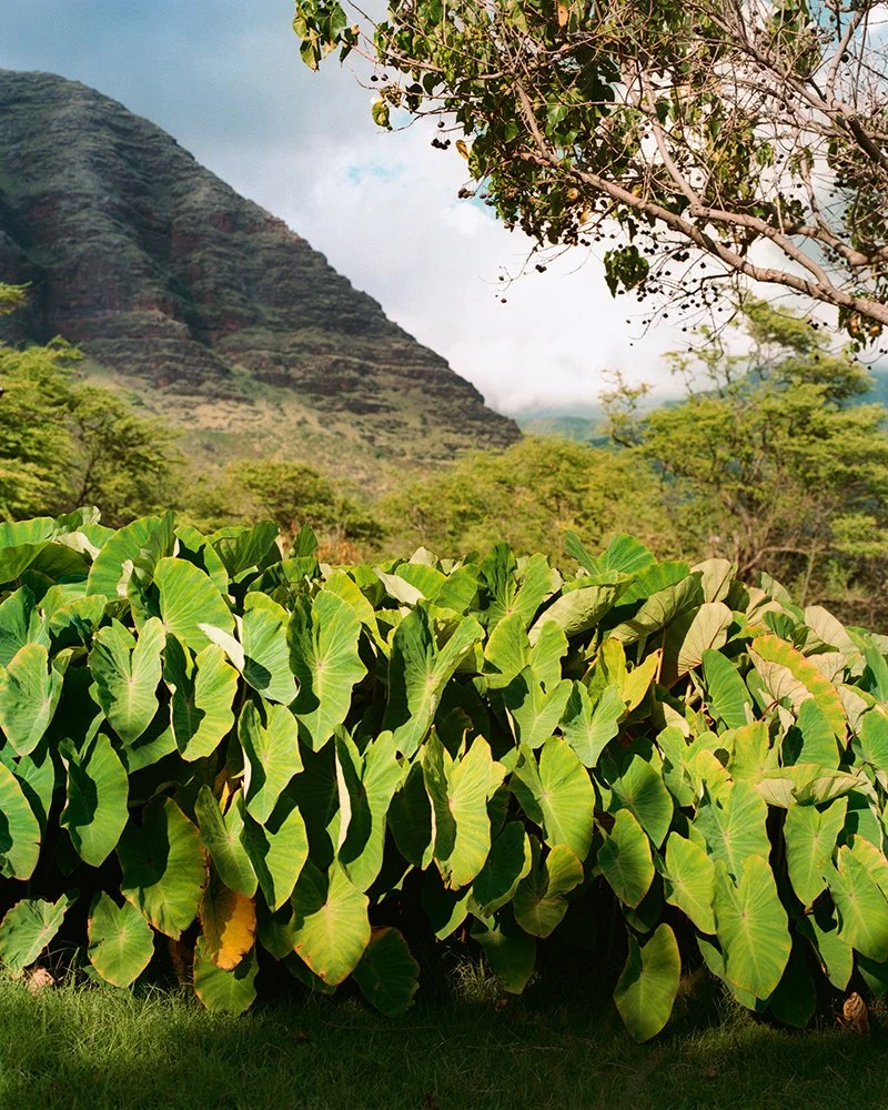TOKALA_HAWAII-11.jpg