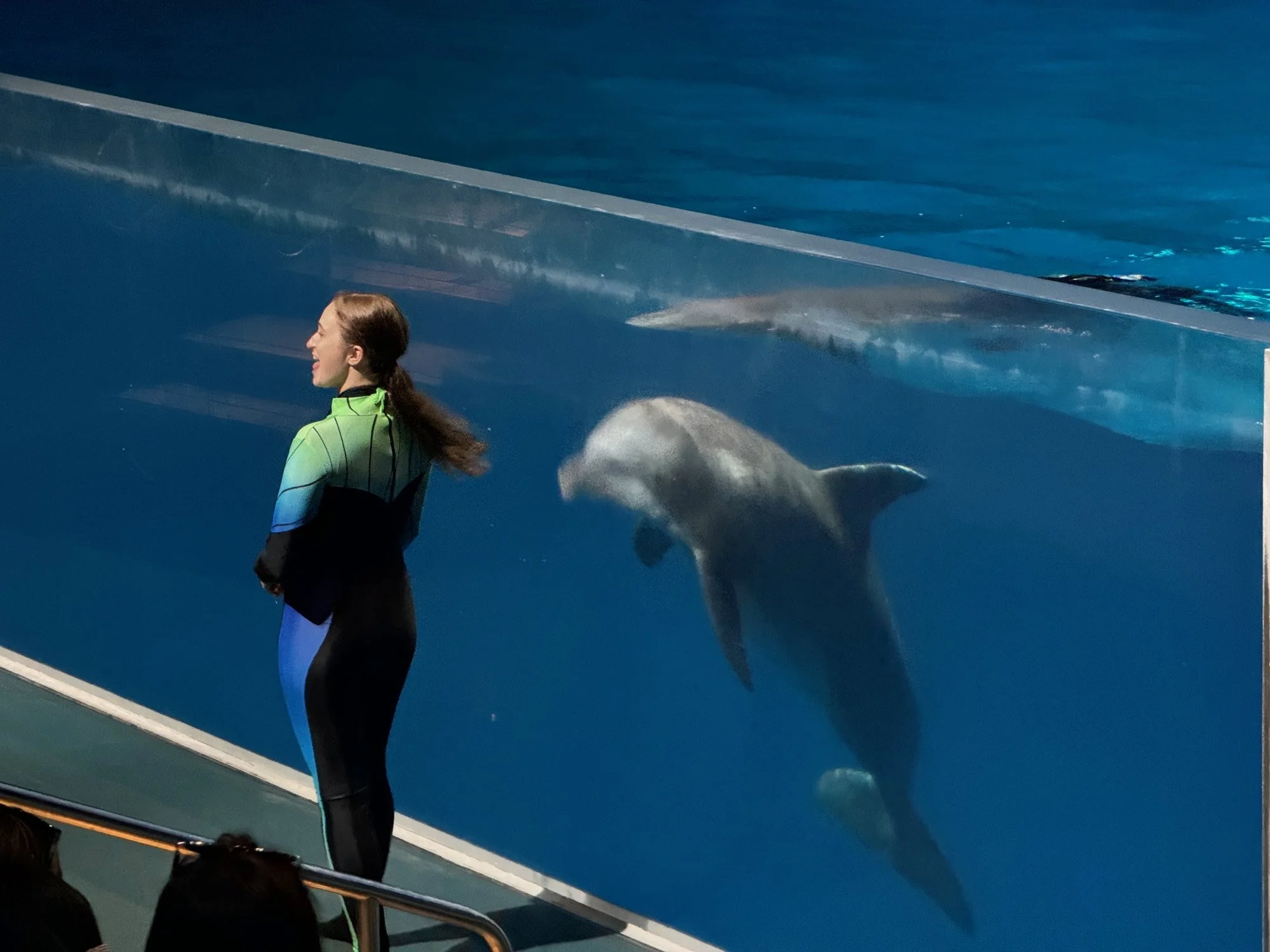 05-the-dolphin-show.jpg