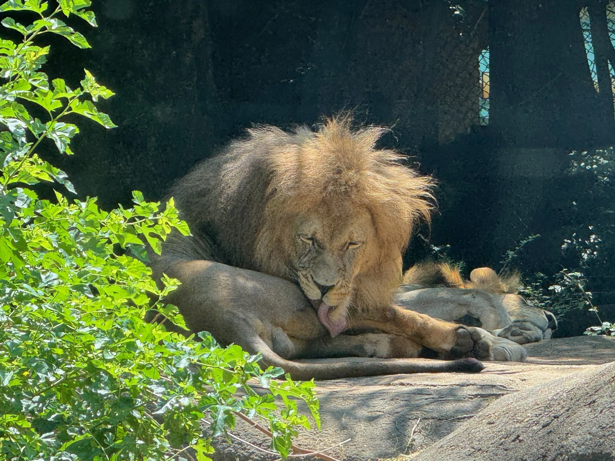 04-the-lion.jpg