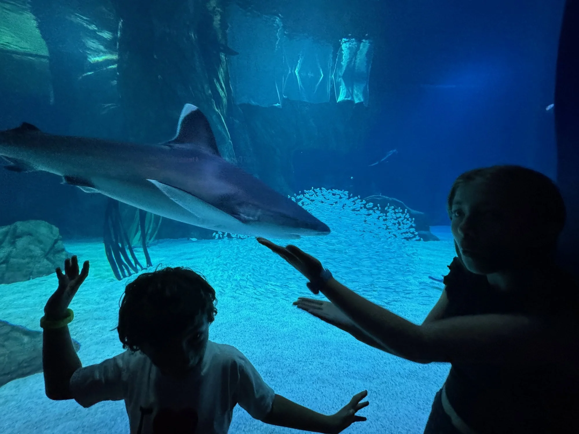 03-waving-at-the-sharks.jpg